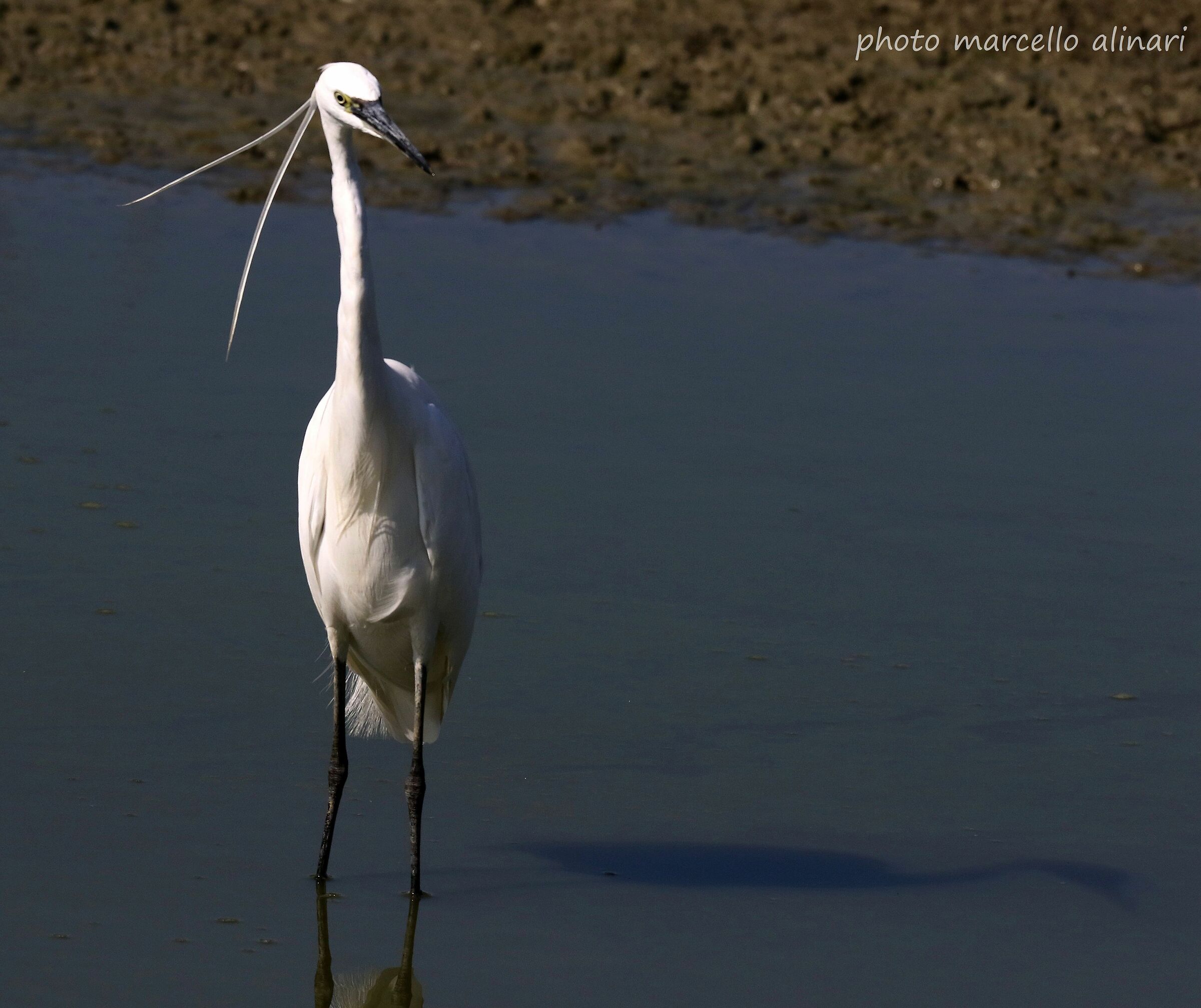 egretta garzetta  e la sua ombra sull'acqua