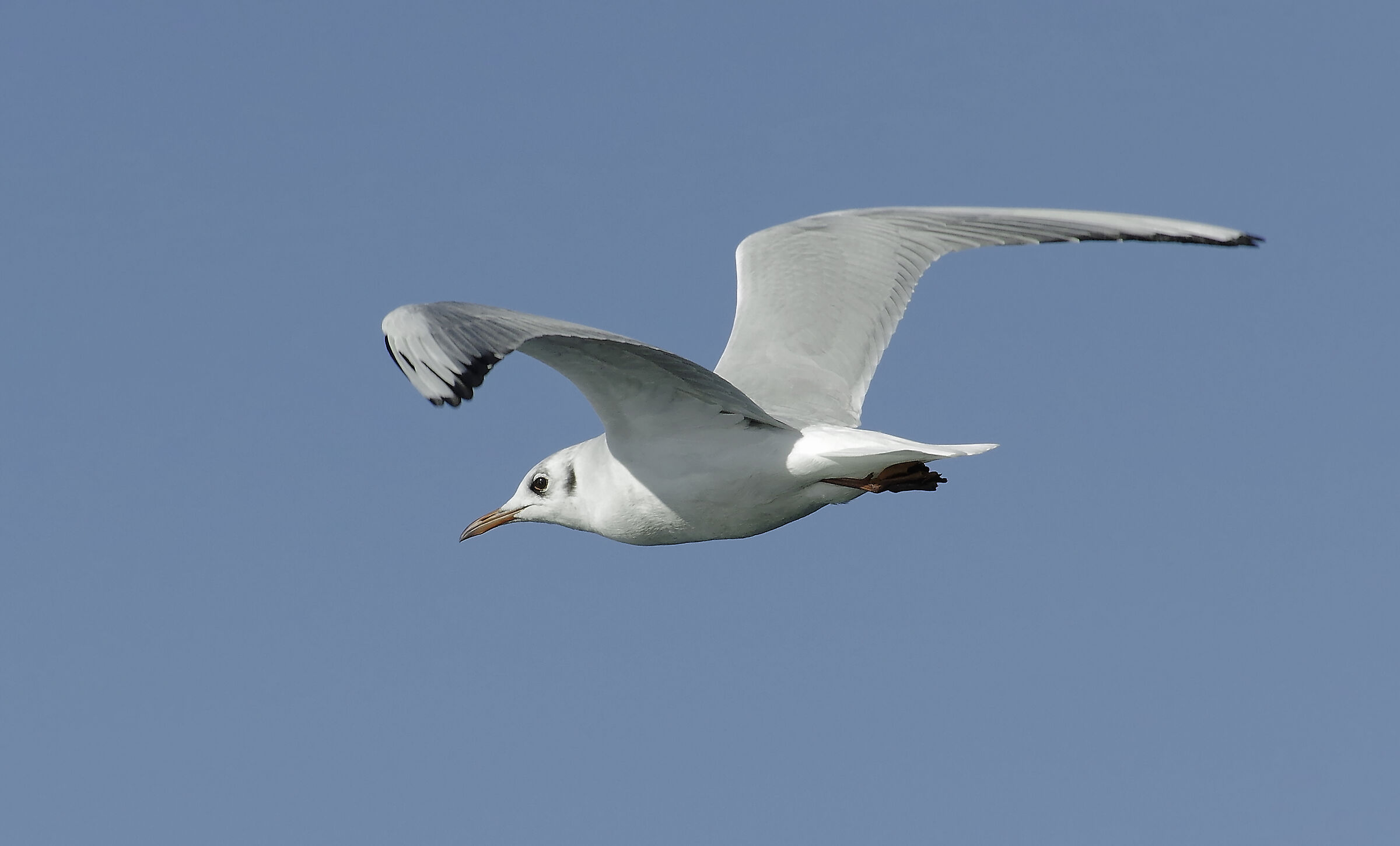 Larus Ridibundus