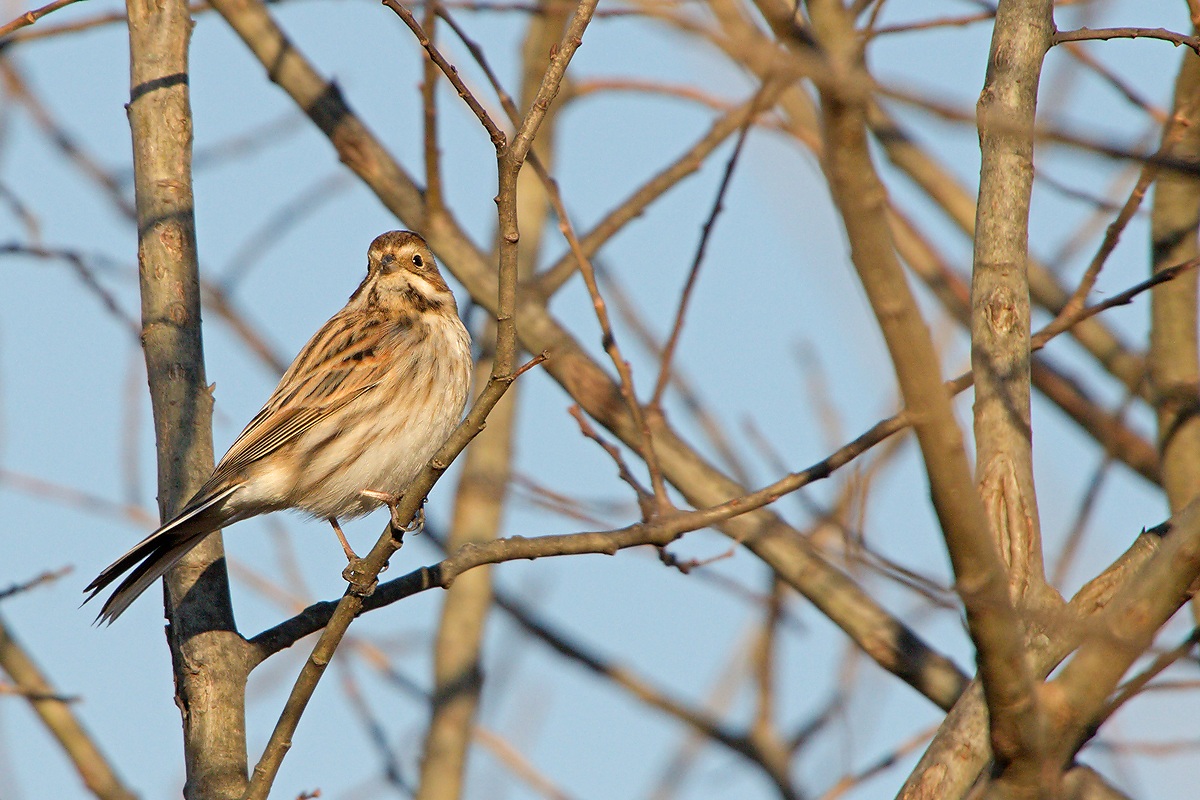Reed Bunting (Emberiza schoeniclus)