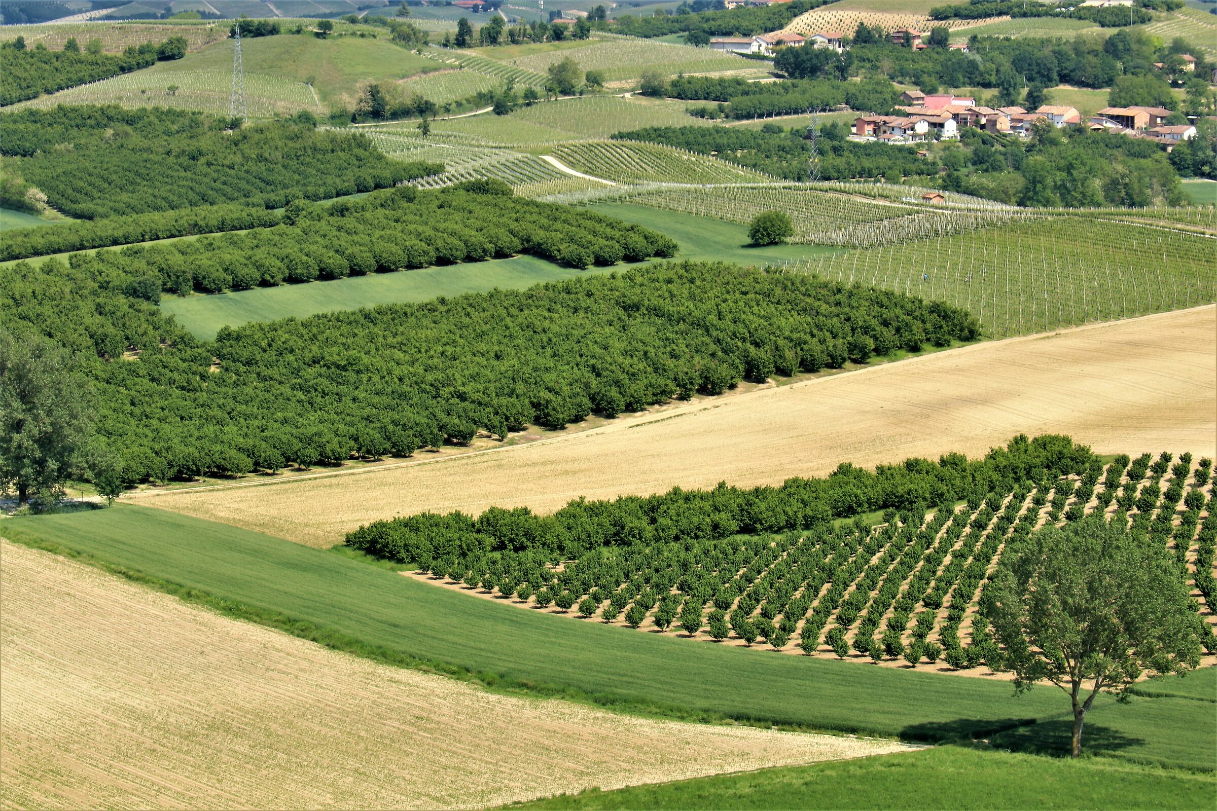 Hazelnut trees and vineyards in the Langhe
