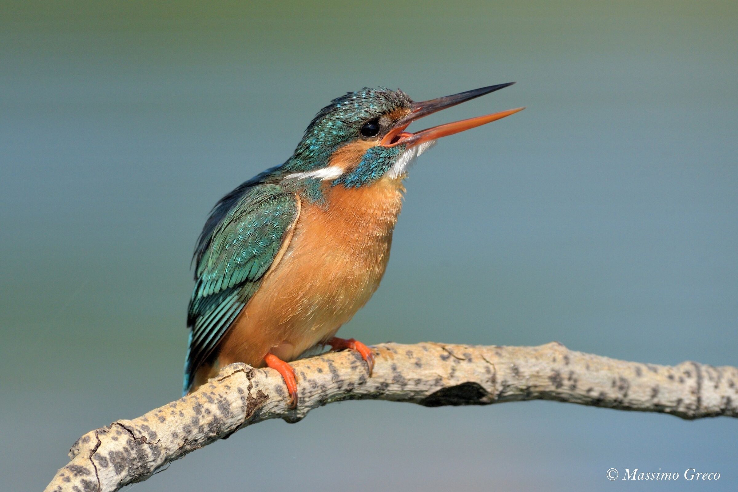 Kingfisher