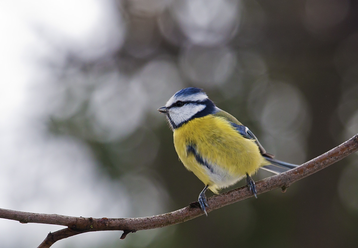 Blue Tit