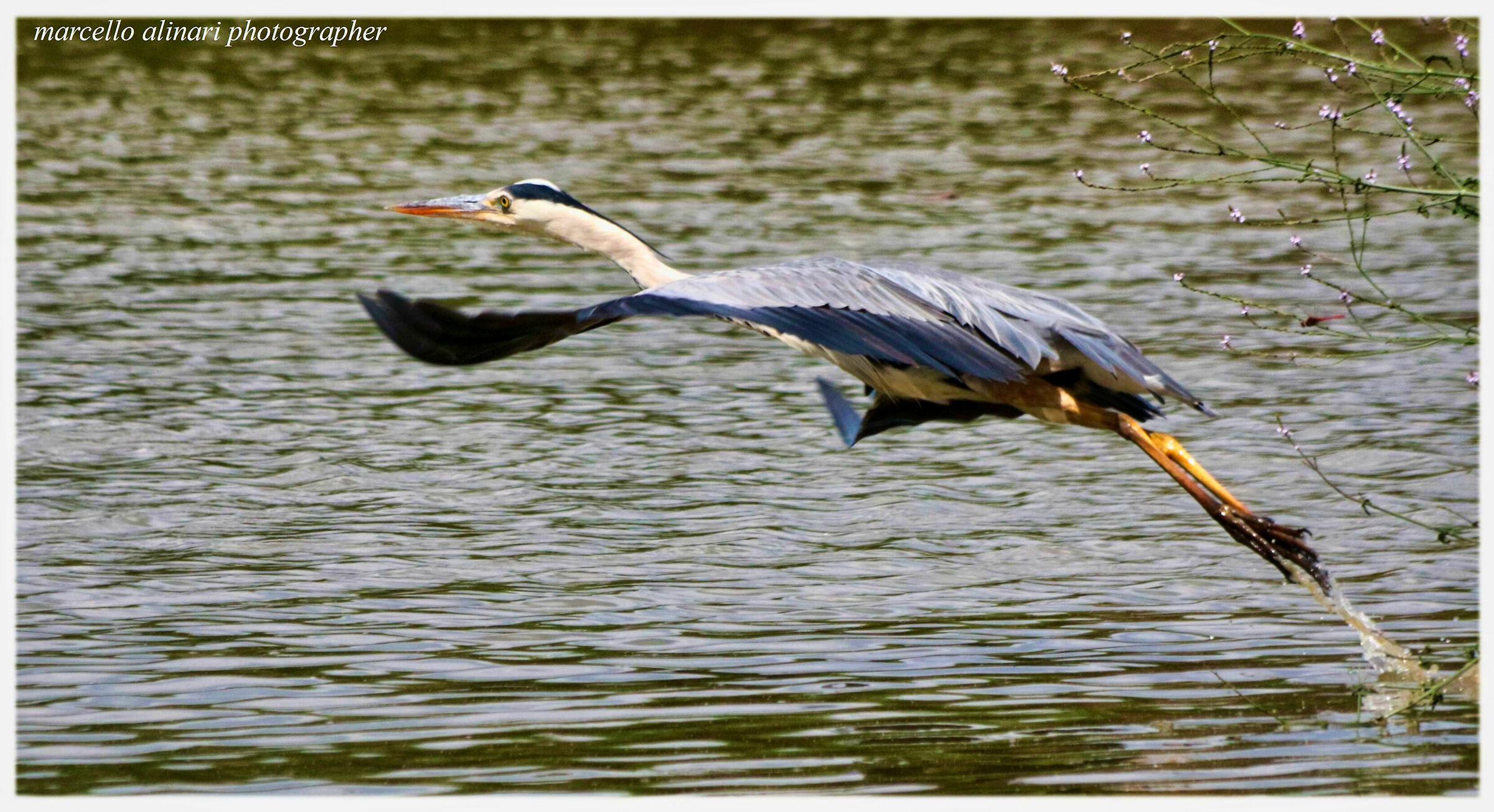 eccolo, e' decollato . airone cenerino