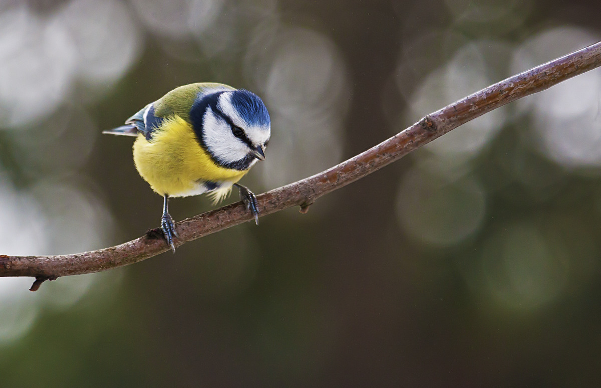 What you looking at?