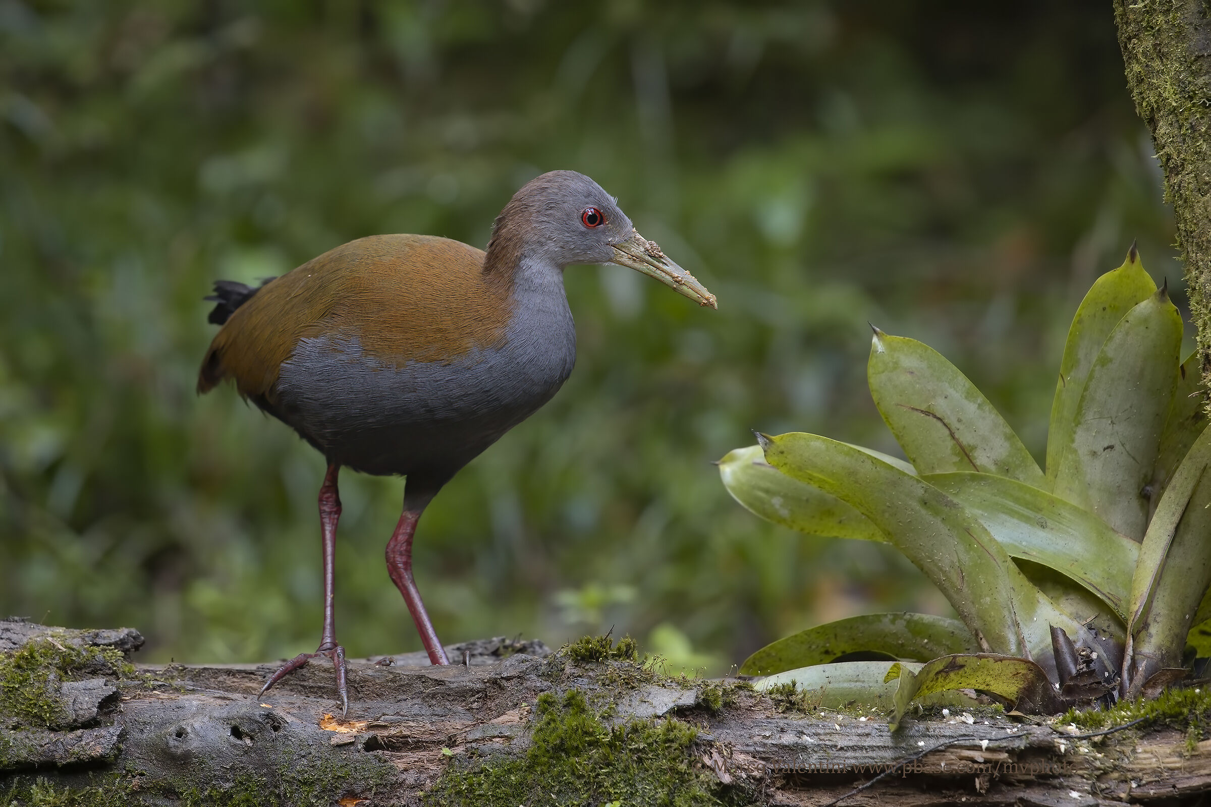Boschereccio Pettoardesia Rail