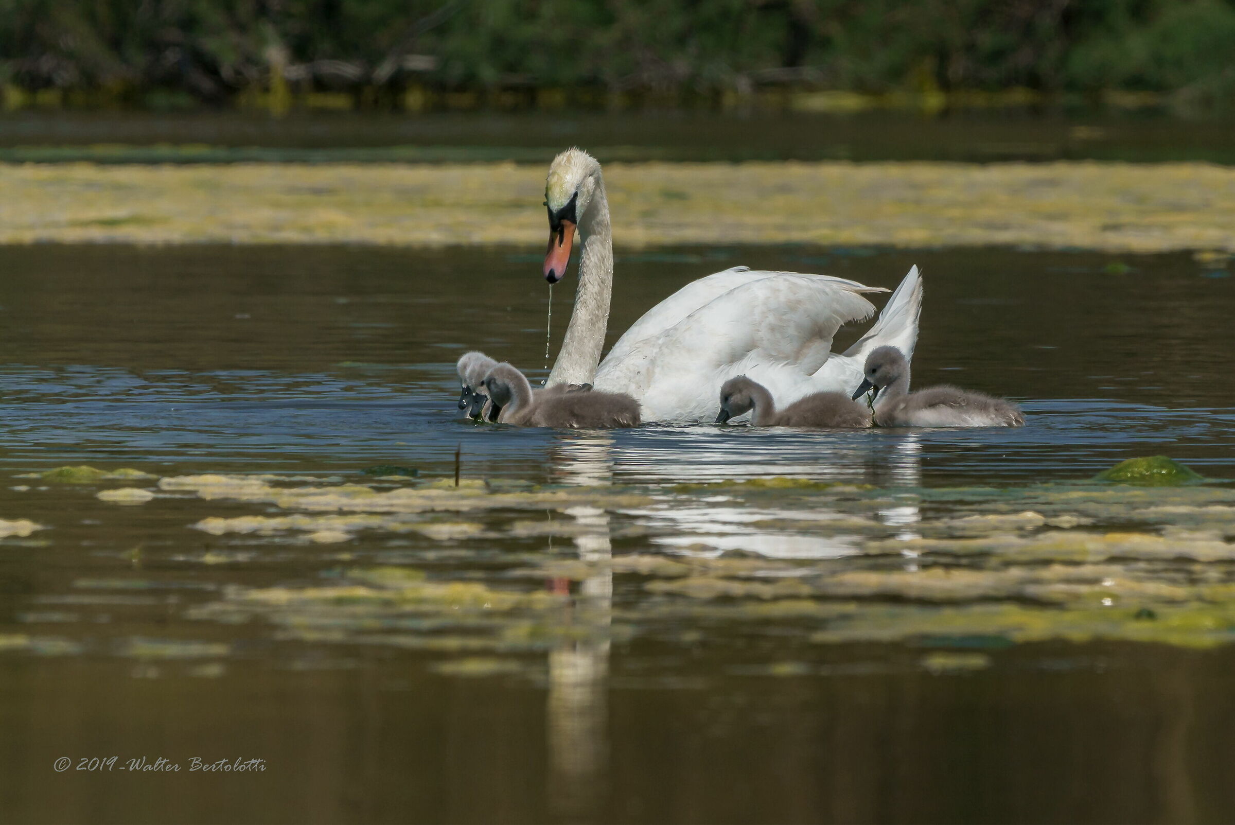 nuovi arrivi all'oasi