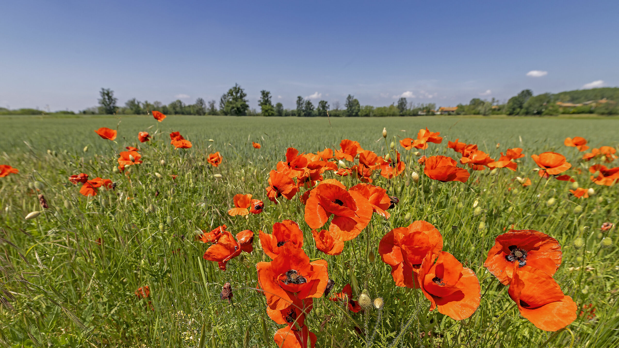 What do you know about a cornfield