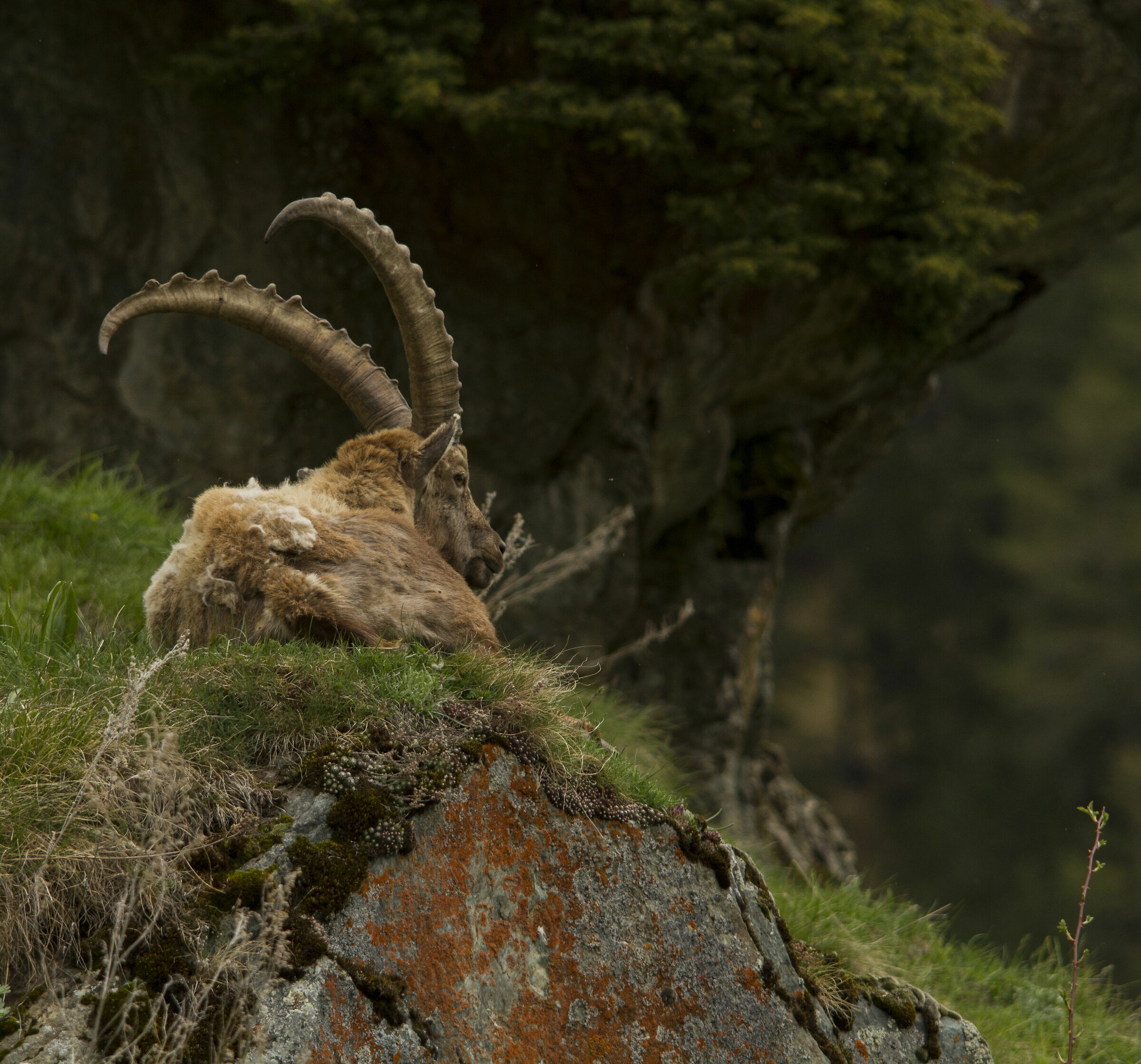Ibex