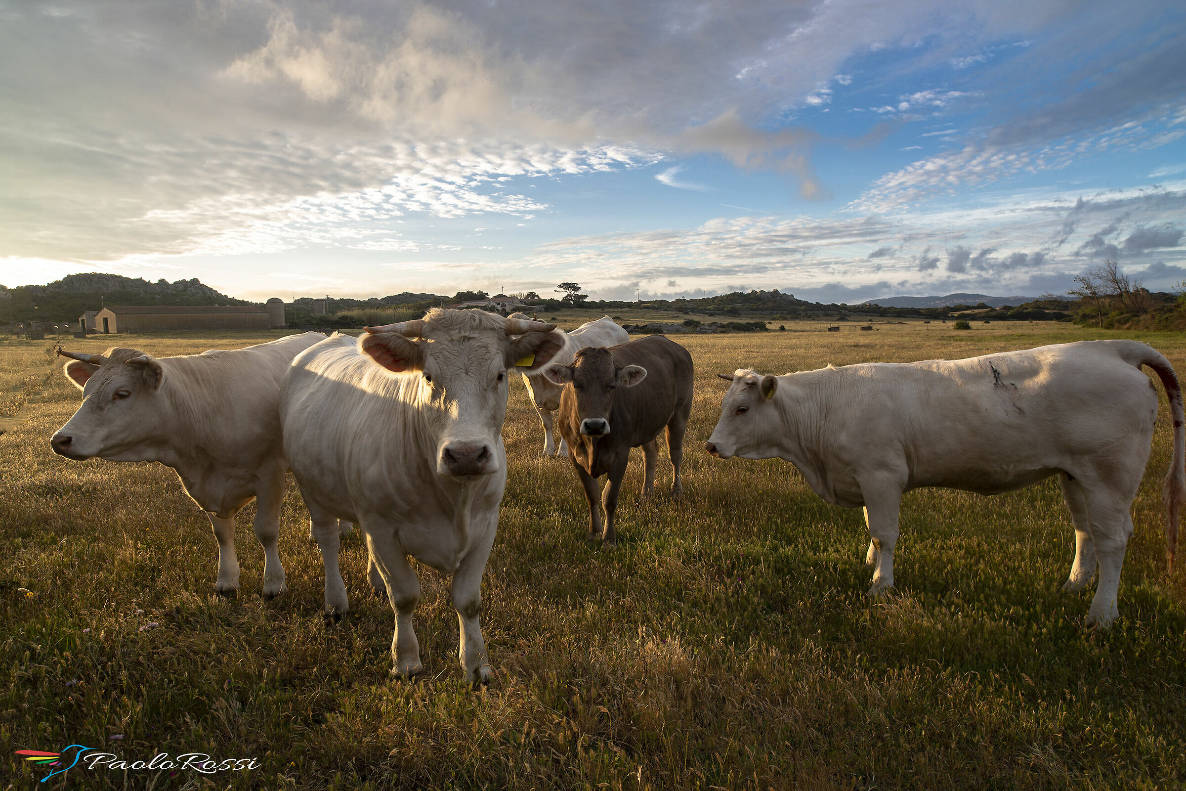 La campagna sarda...