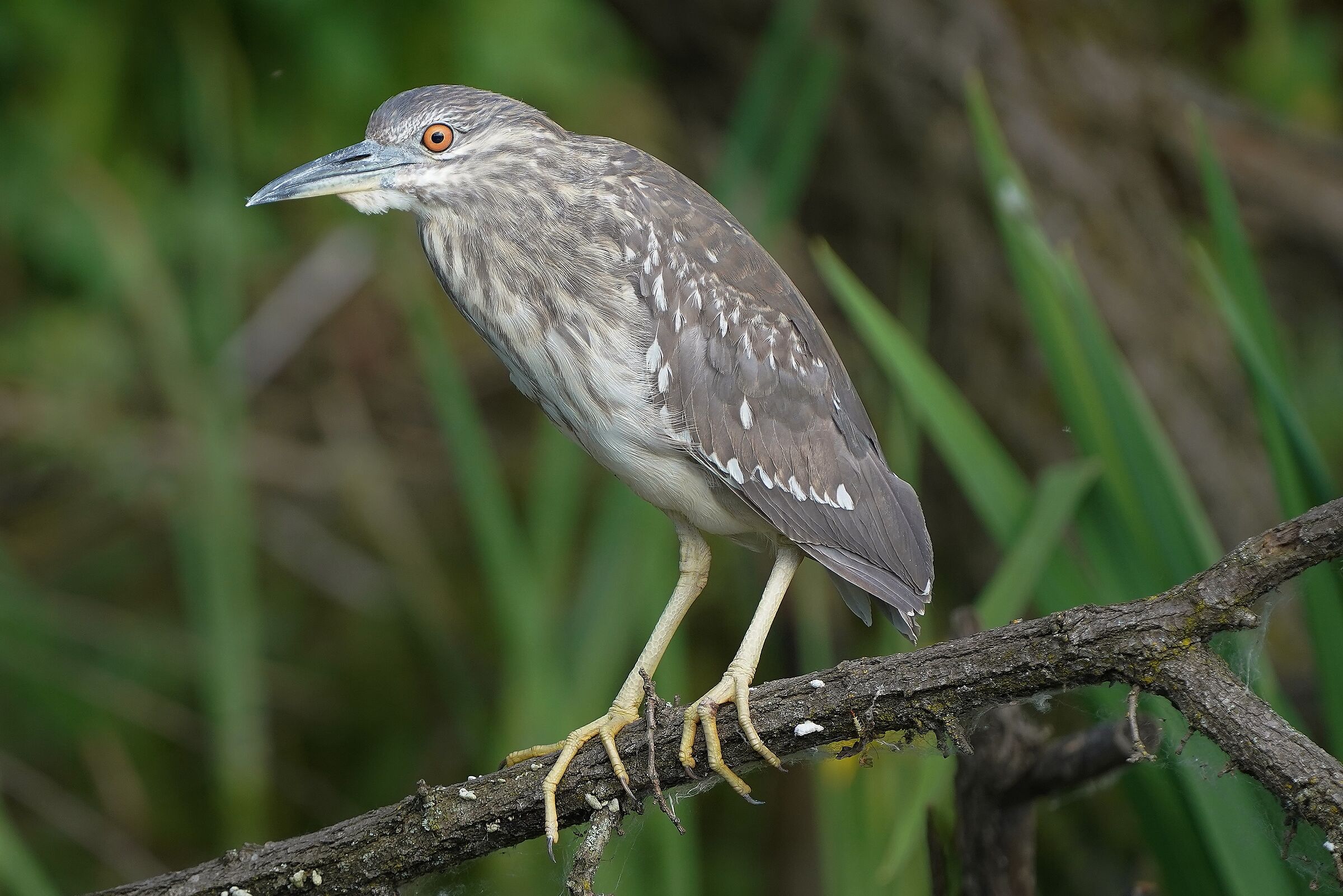 NITICORA JUV. (Nycticorax Nycticorax)
