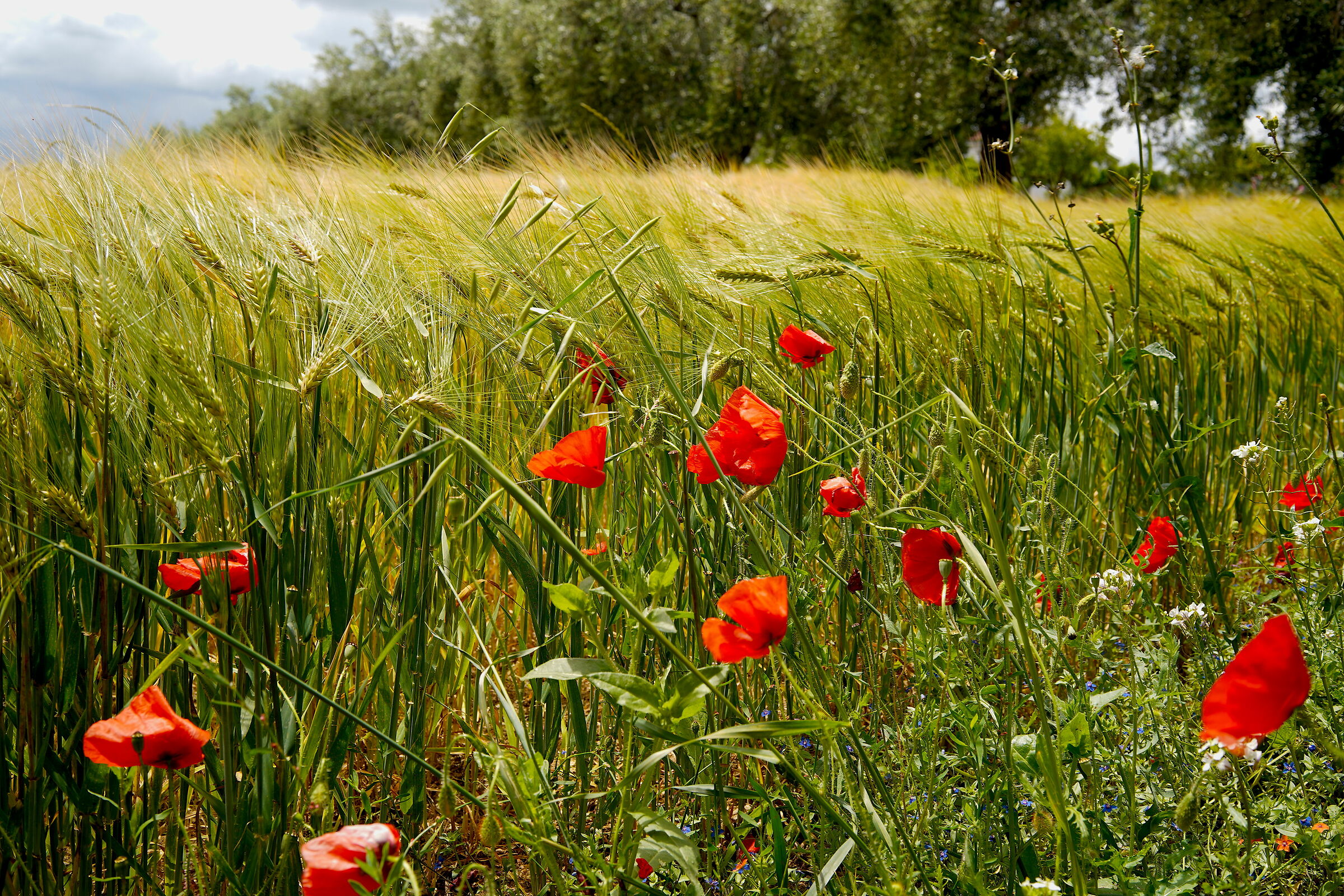 In attesa del raccolto.