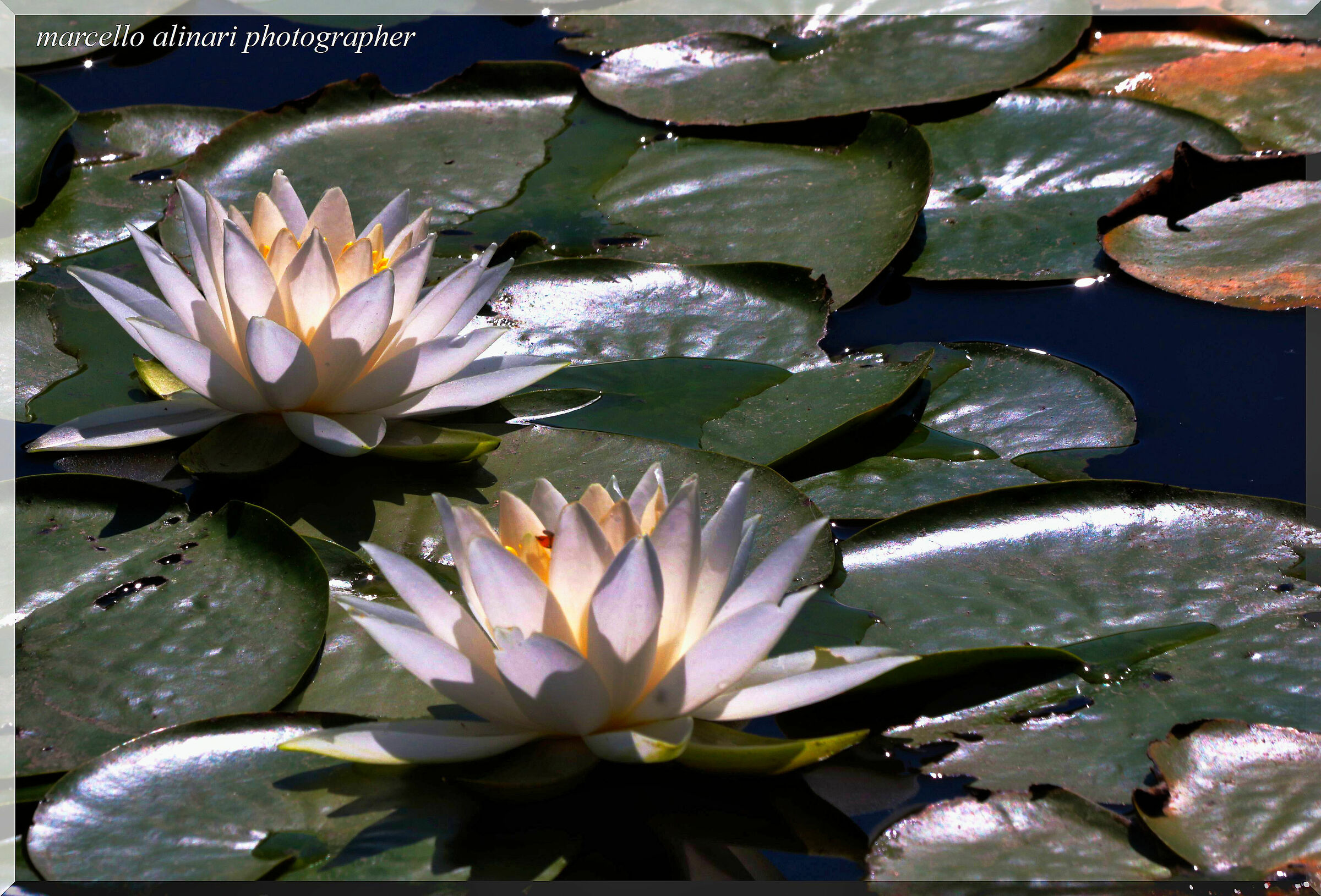 ninfee in controluce