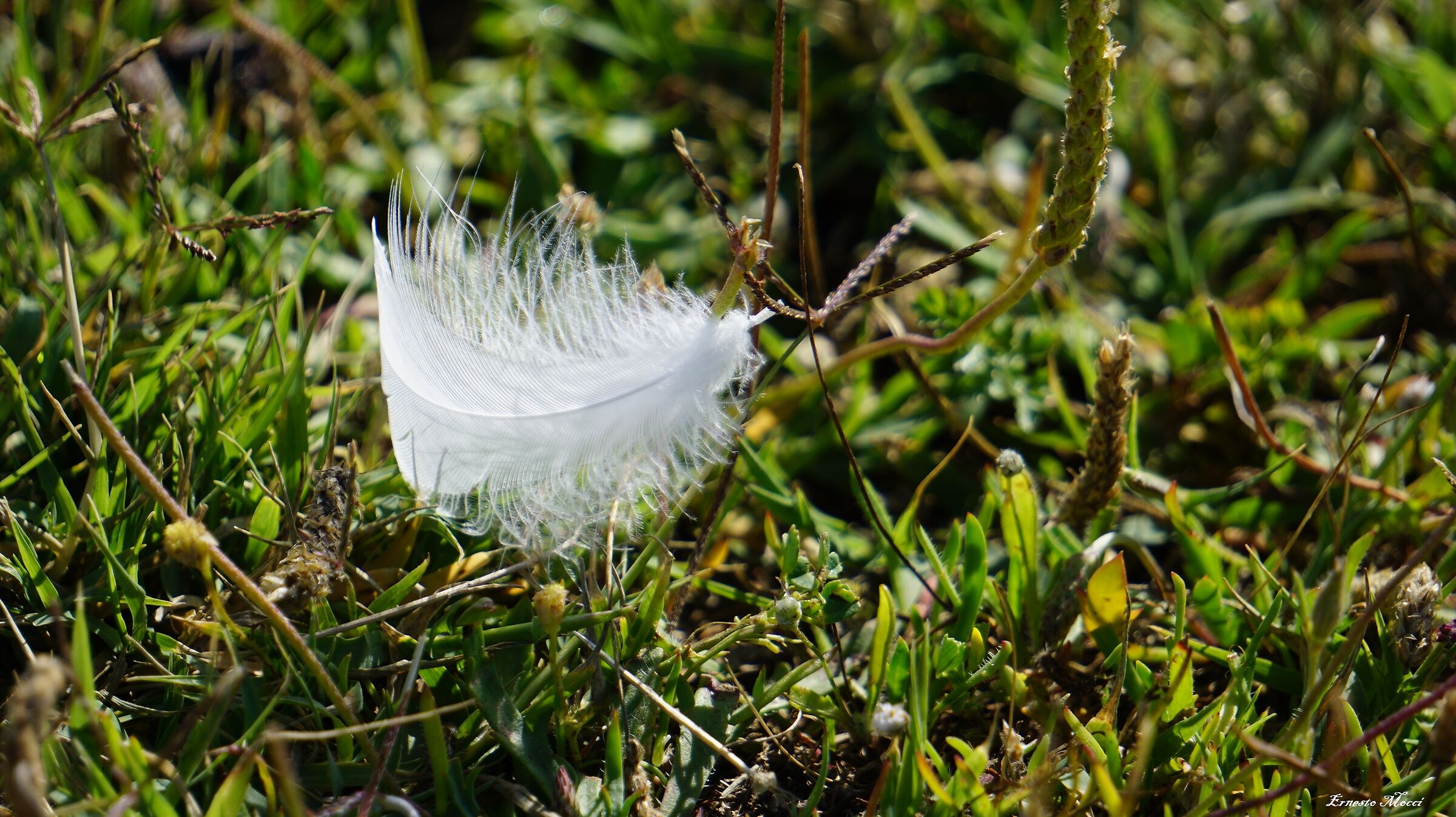 My Friend, Forrest Gump