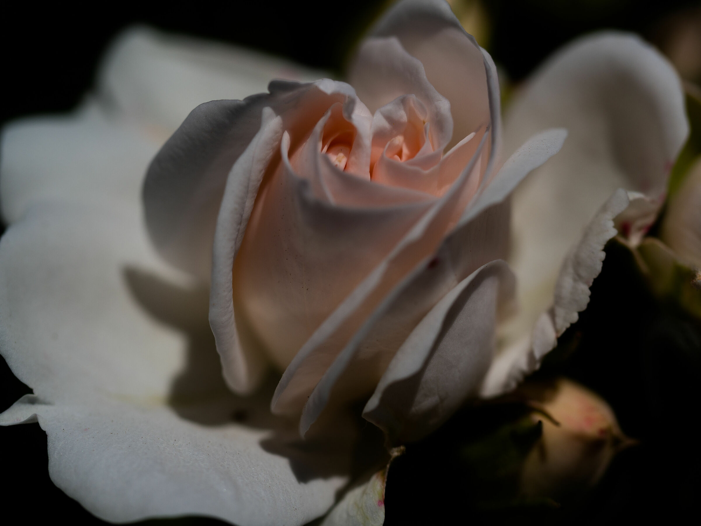 Le rose di Villa Reale