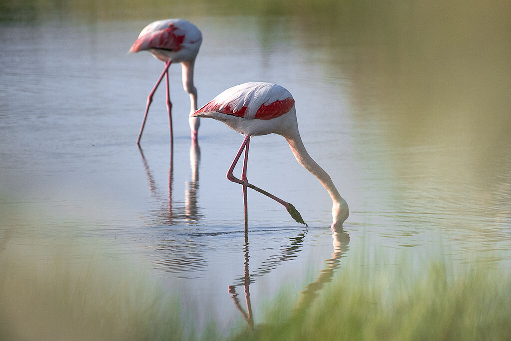 Flamingos