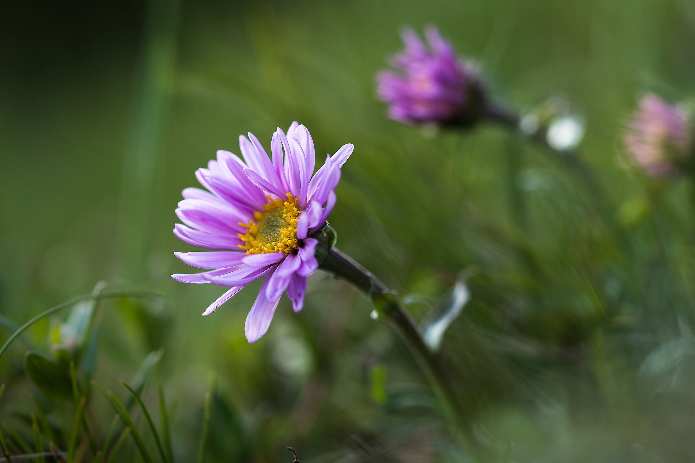 Aster alpinus