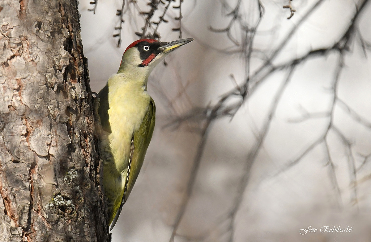 Green Woodpeckers...