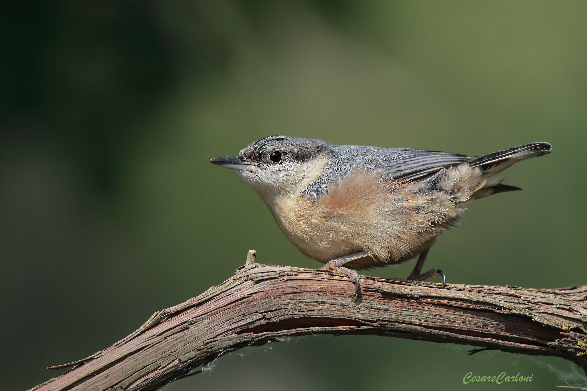 Pullo of Nuthatch (Sitta europaea)
