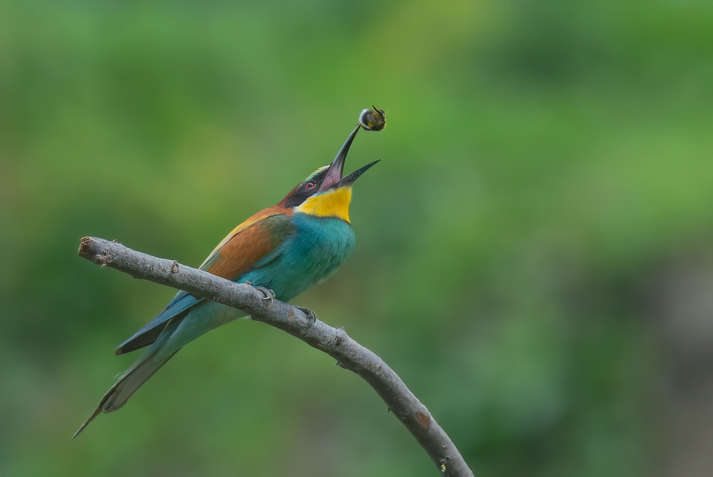 versione di topaz denoise AI migliorata ma forte crop