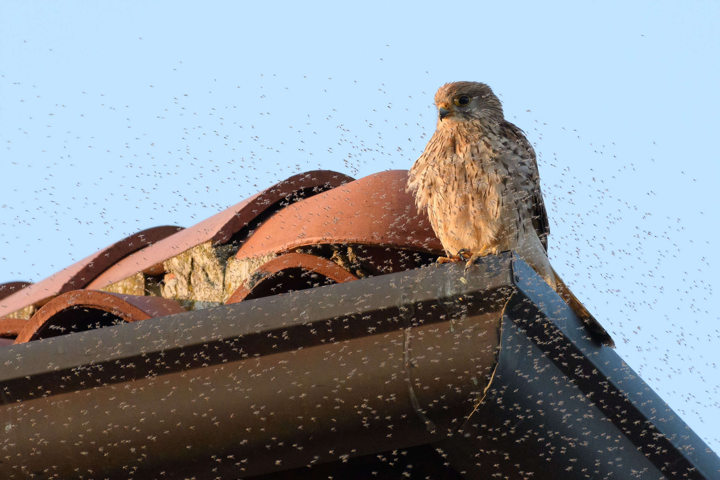 Call the disinfestation..