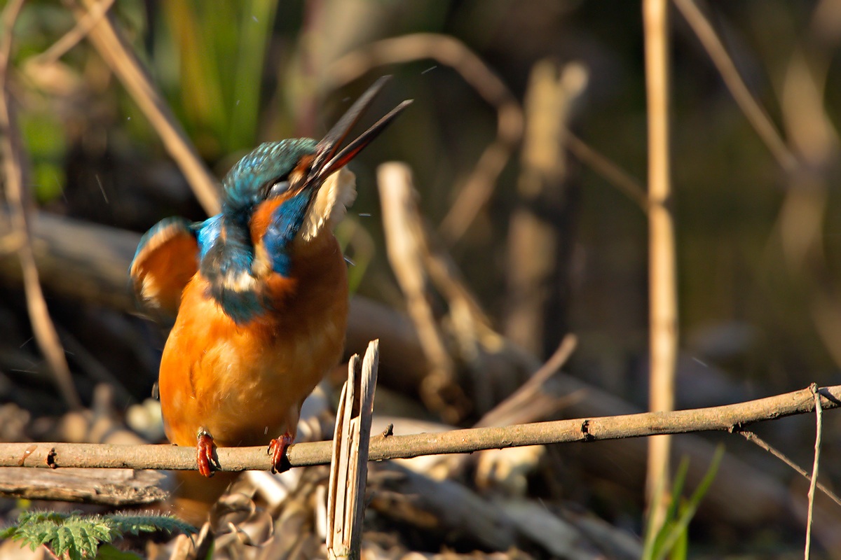 Kingfisher (Alcedo atthis)