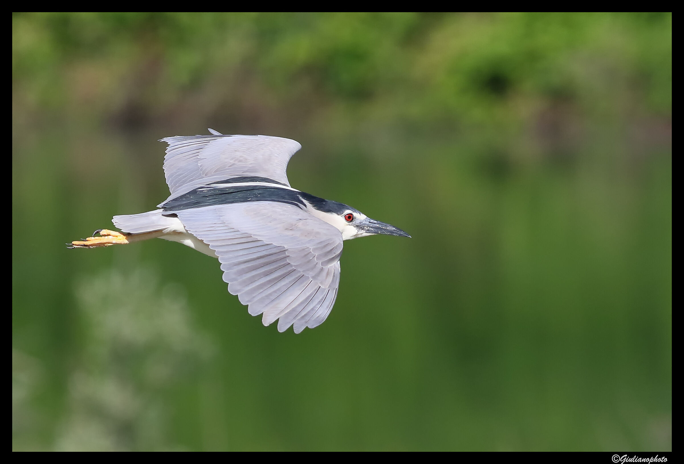 Night Heron