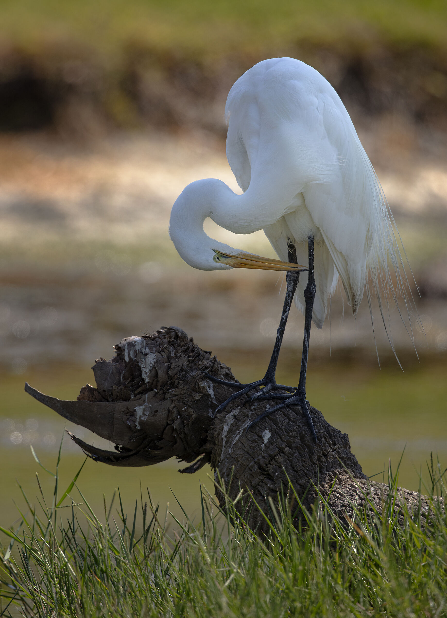 Great Egret