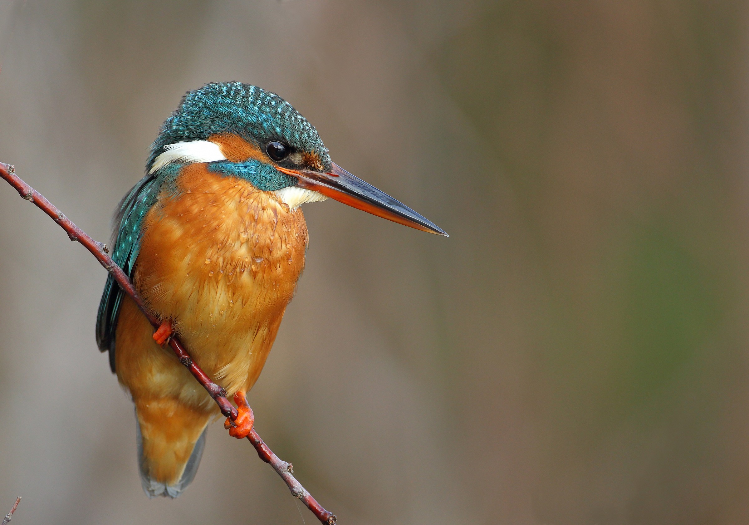 Femmina di martin pescatore