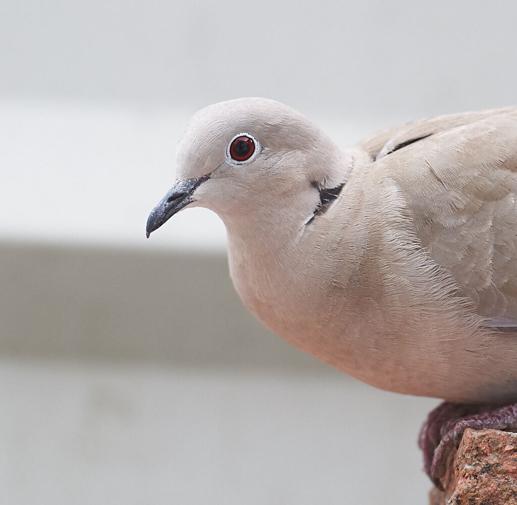 Collared Dove