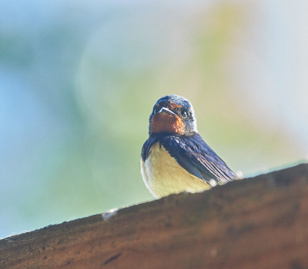Juvenile Barnswallow