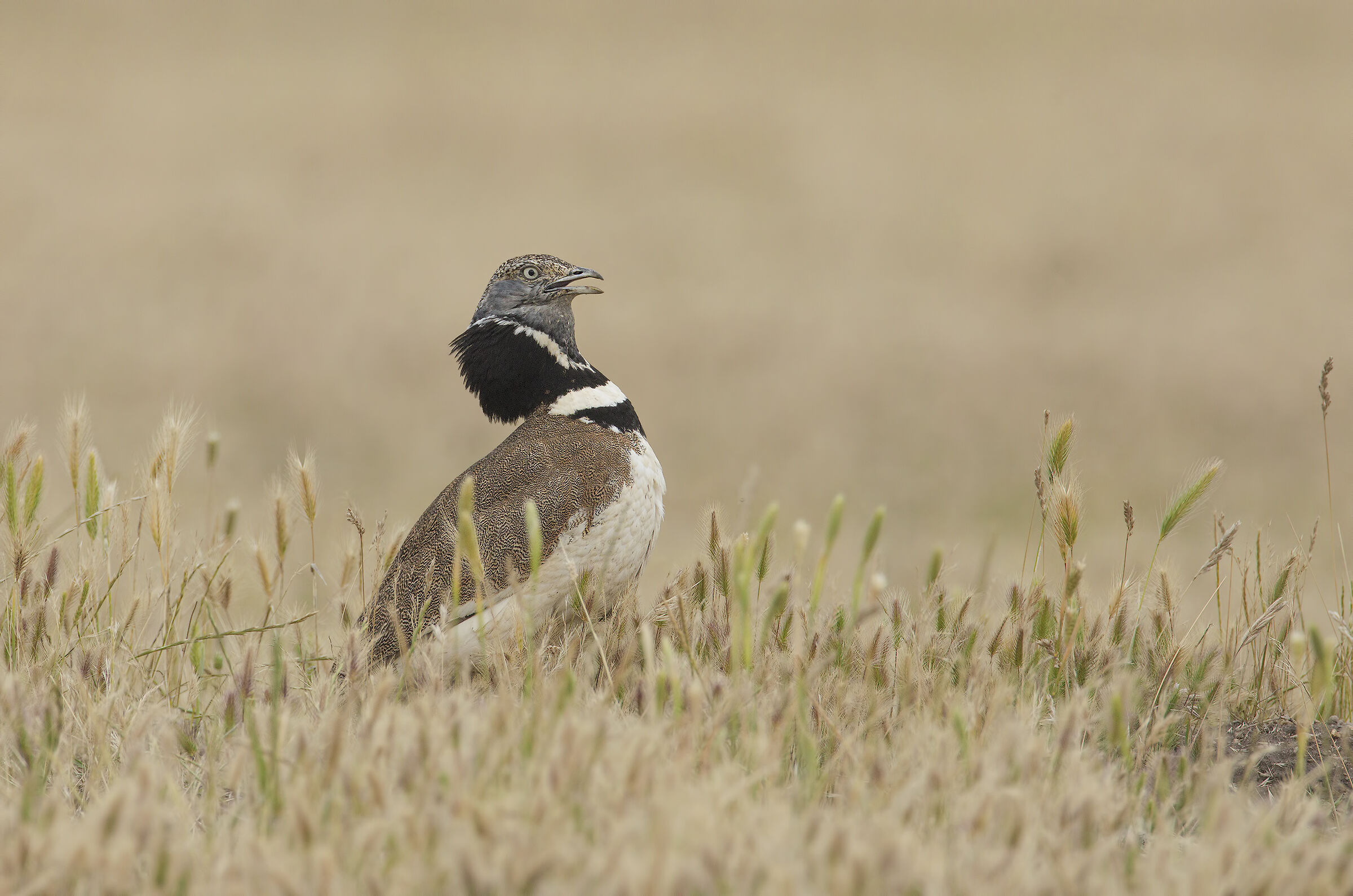 Spaghetti hen (Tetrax tetrax)