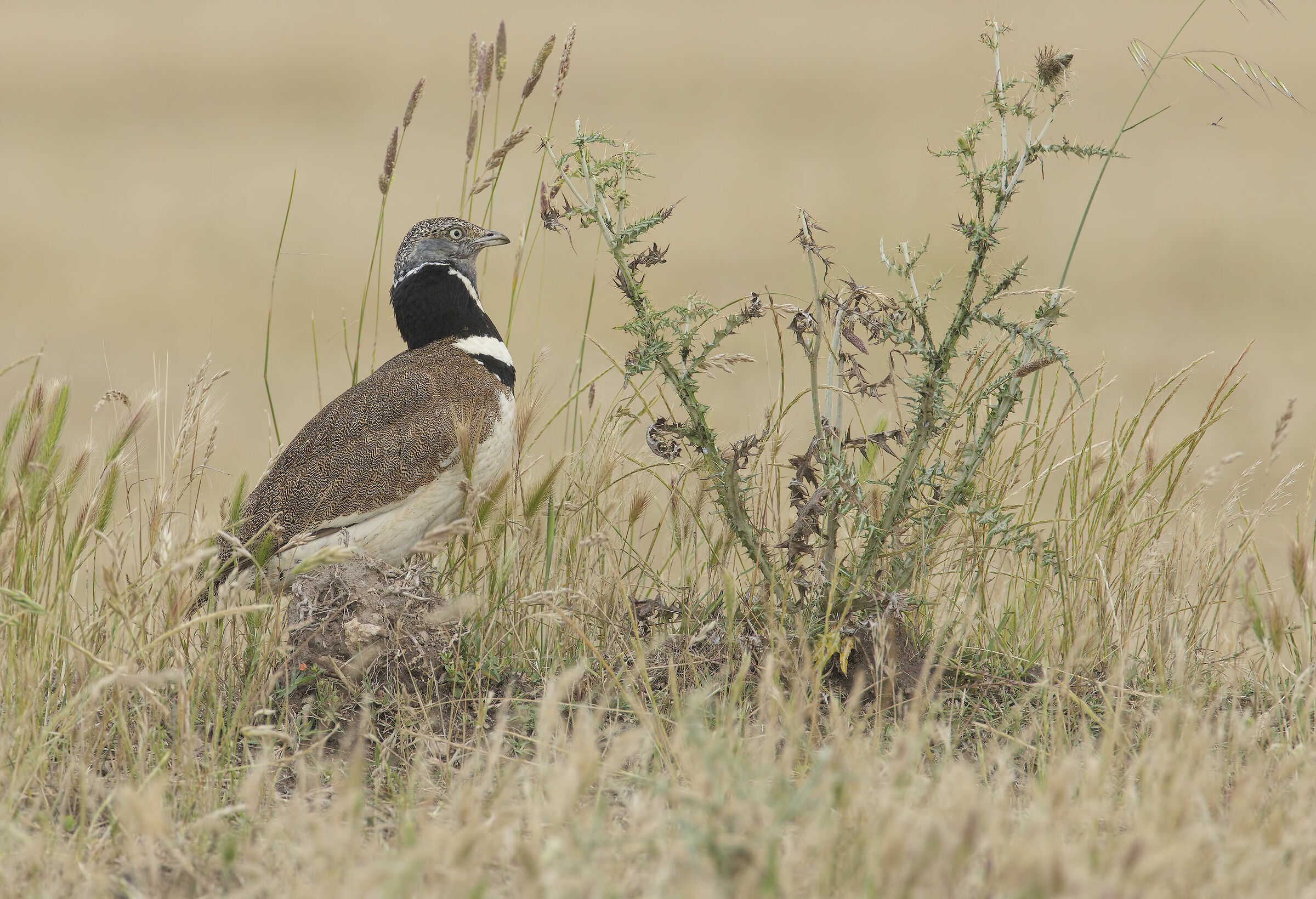 Spaghetti hen (Tetrax tetrax)