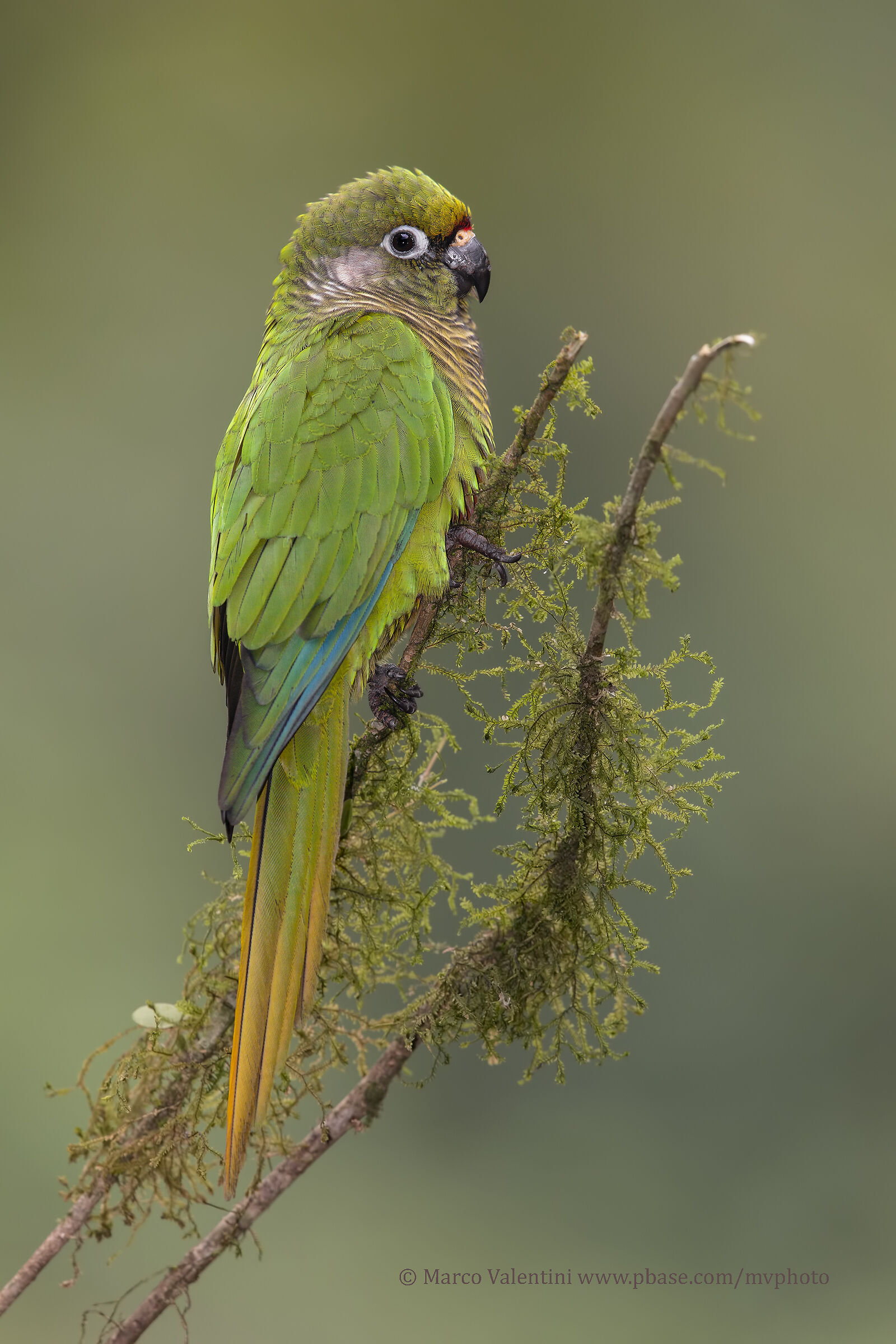 Panciamarrone Parakeet