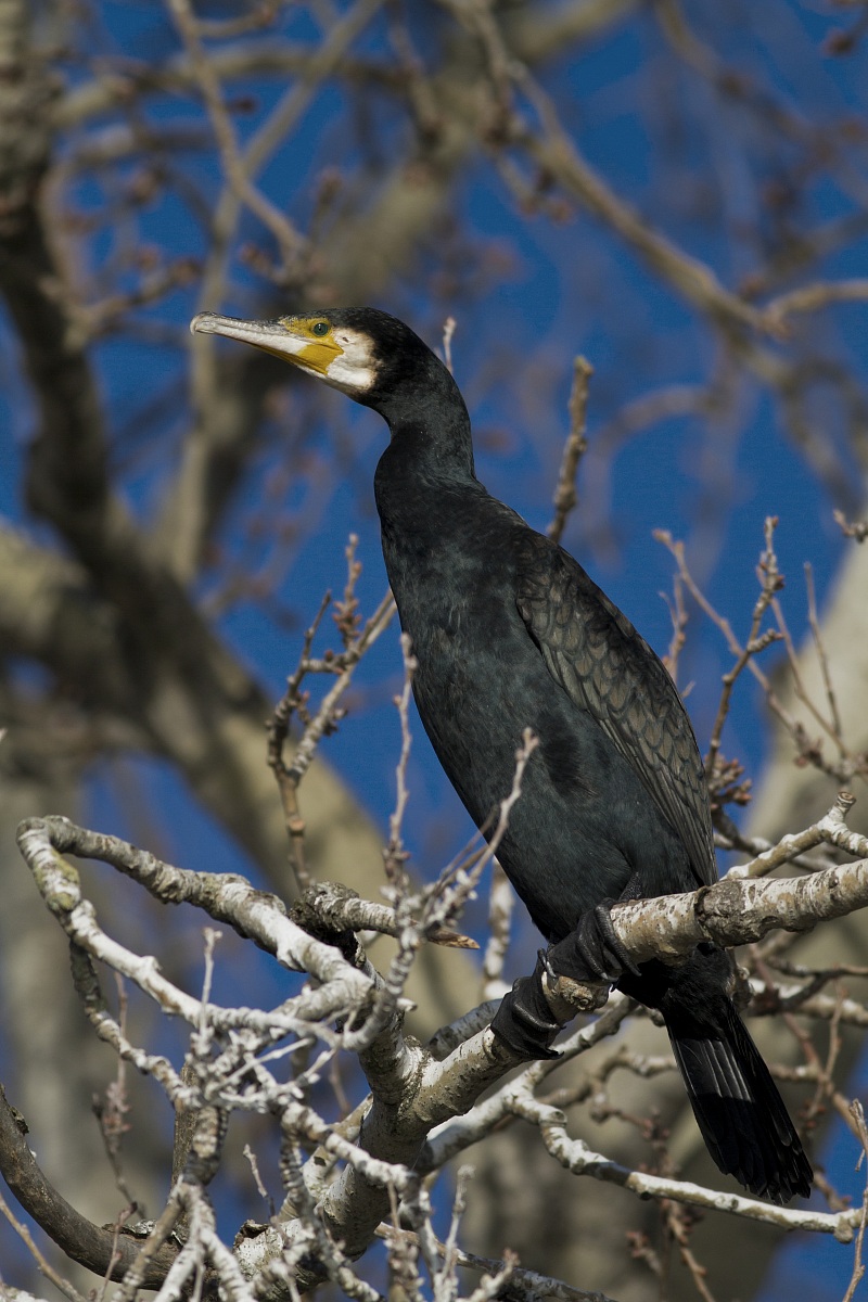 Cormorant