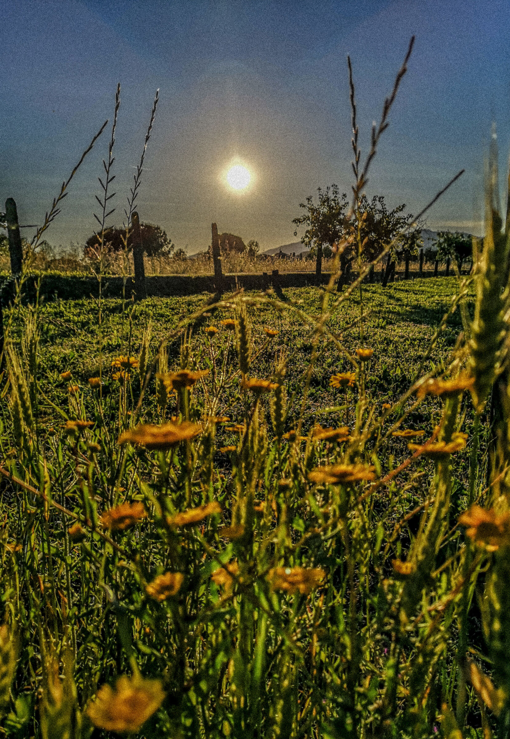 Tramonto tra i campi....