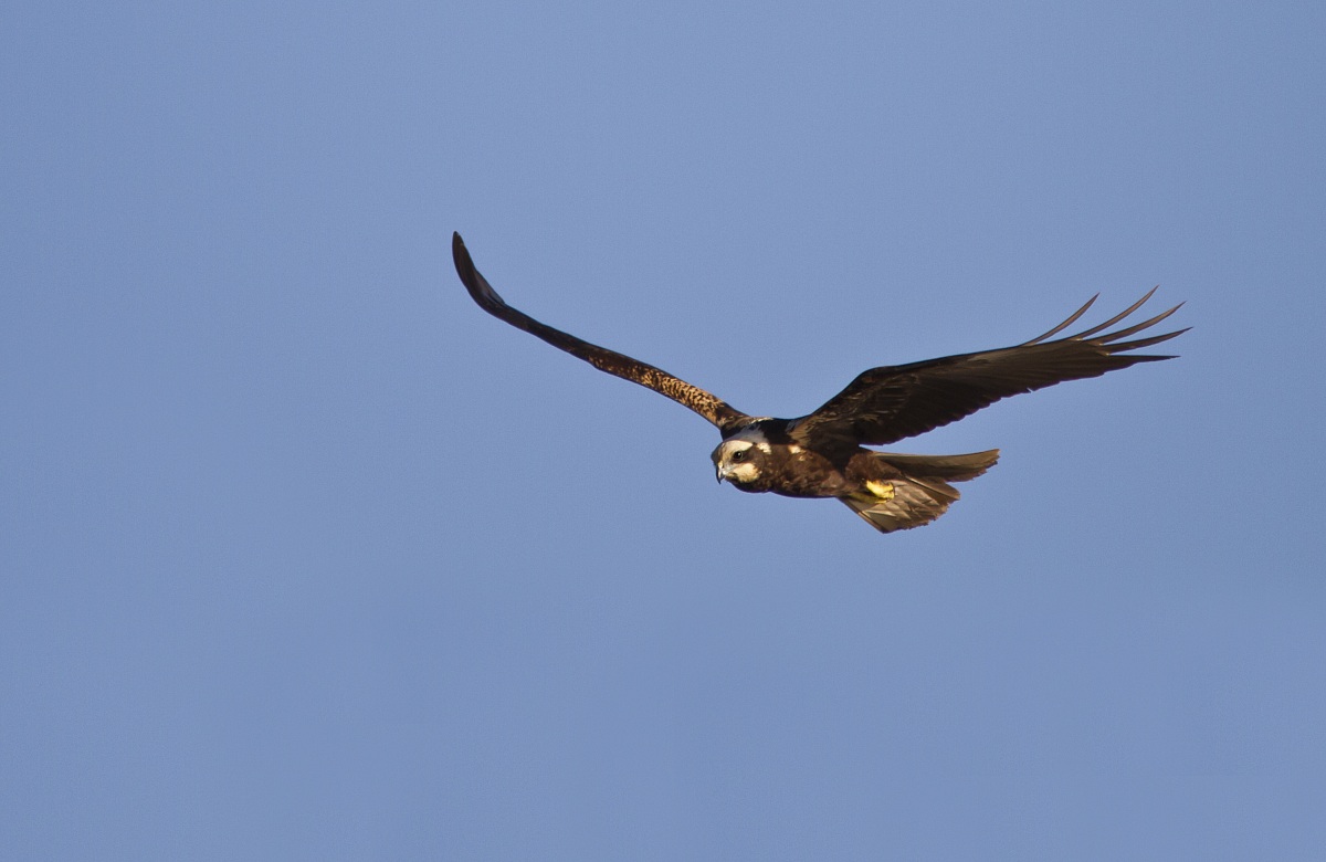 Marsh harrier