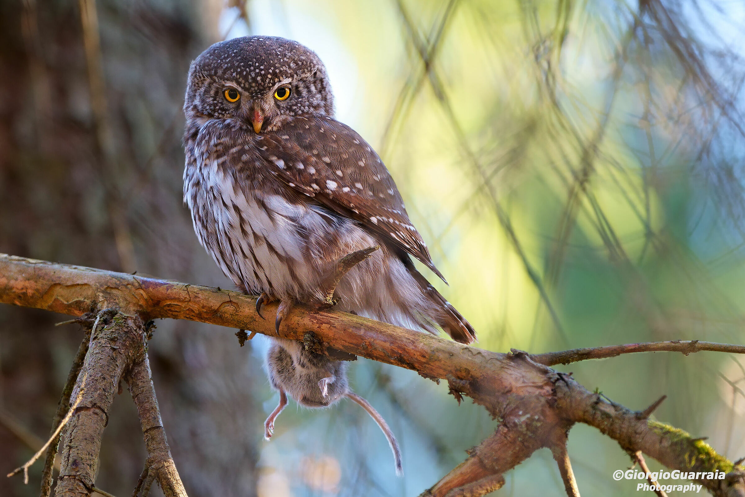 Dwarf Owl with Prey