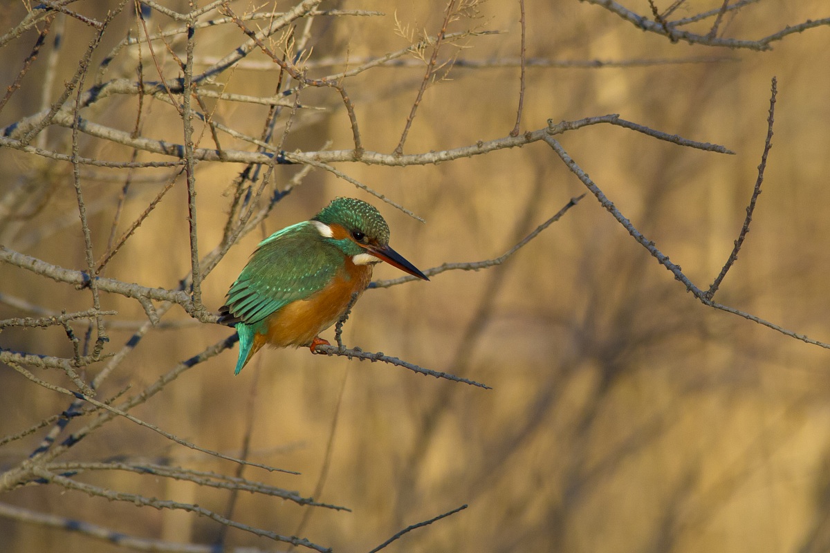 Before Martina (presentable)