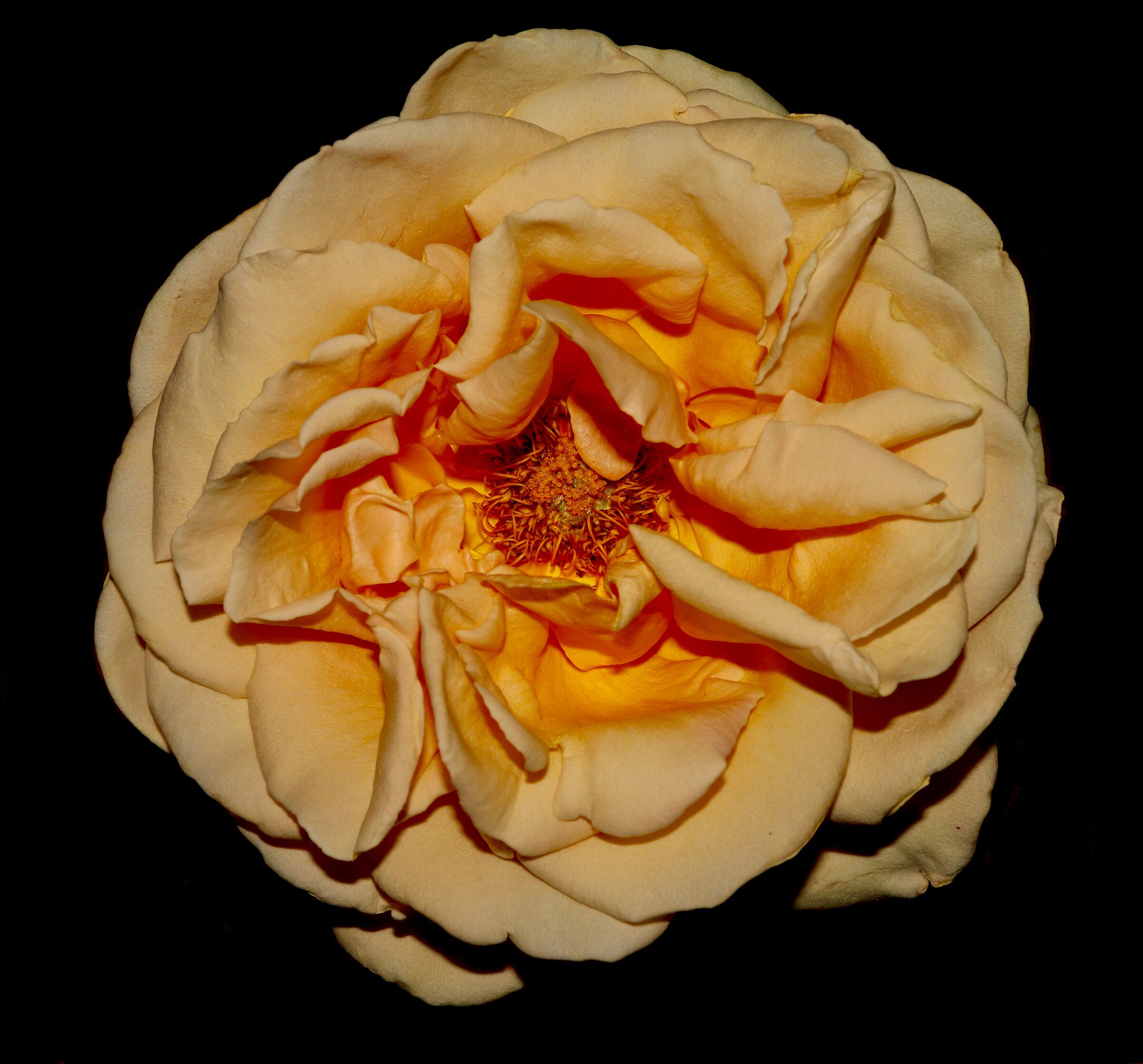 Rosa gialla del mio giardino.