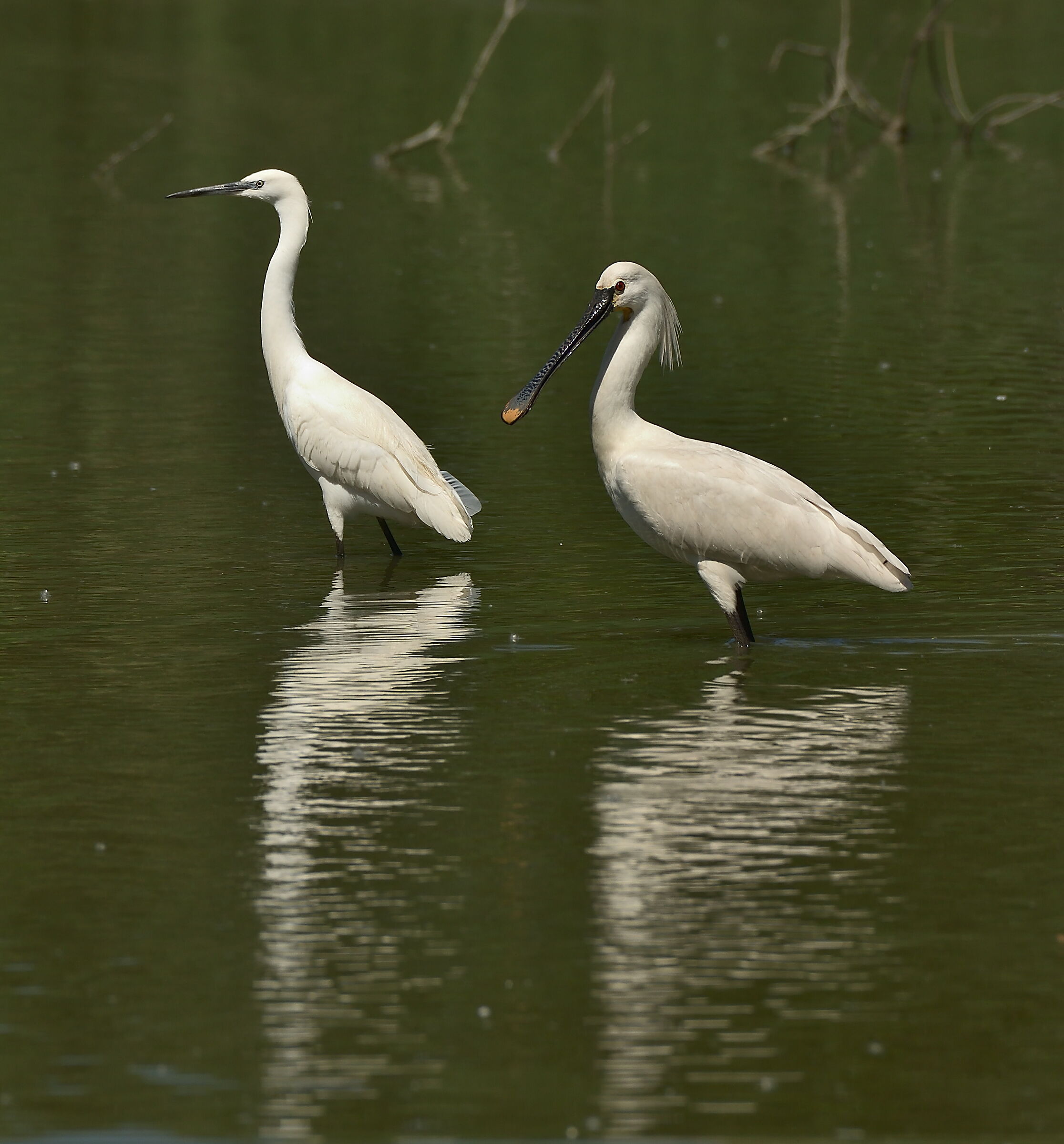 Spatula with Eggonet