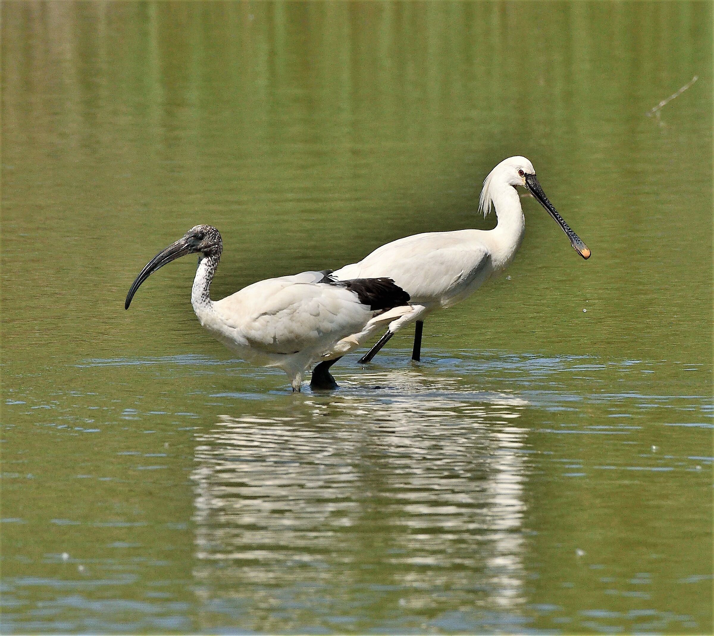 Spatula with Ibis