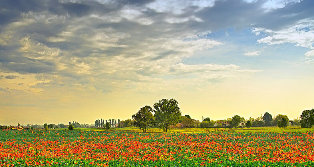 The Cremonese campaign.