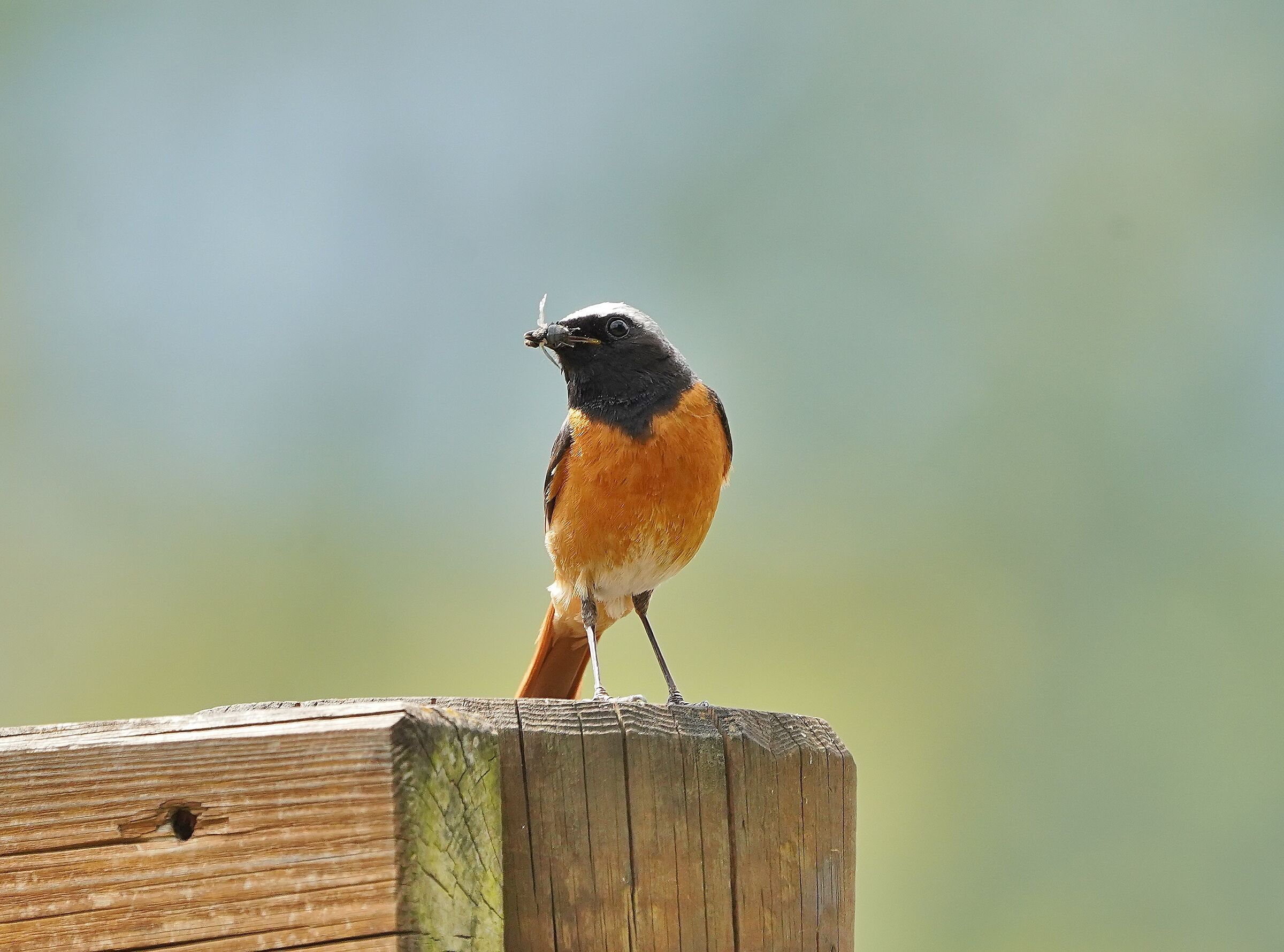 COMMON REDTAIL (Phoenicurus Phoenicurus)