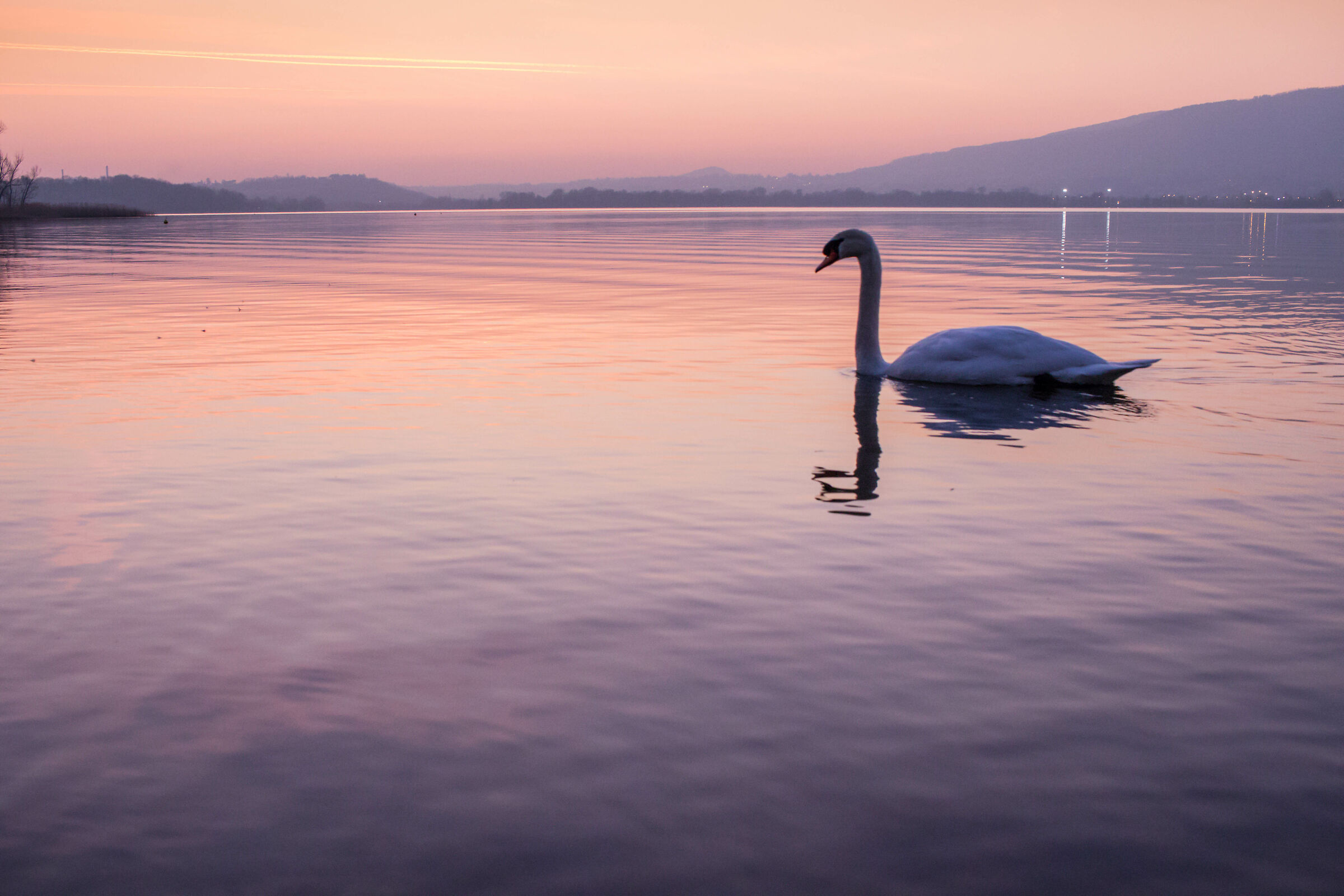 Loneliness of the Swan