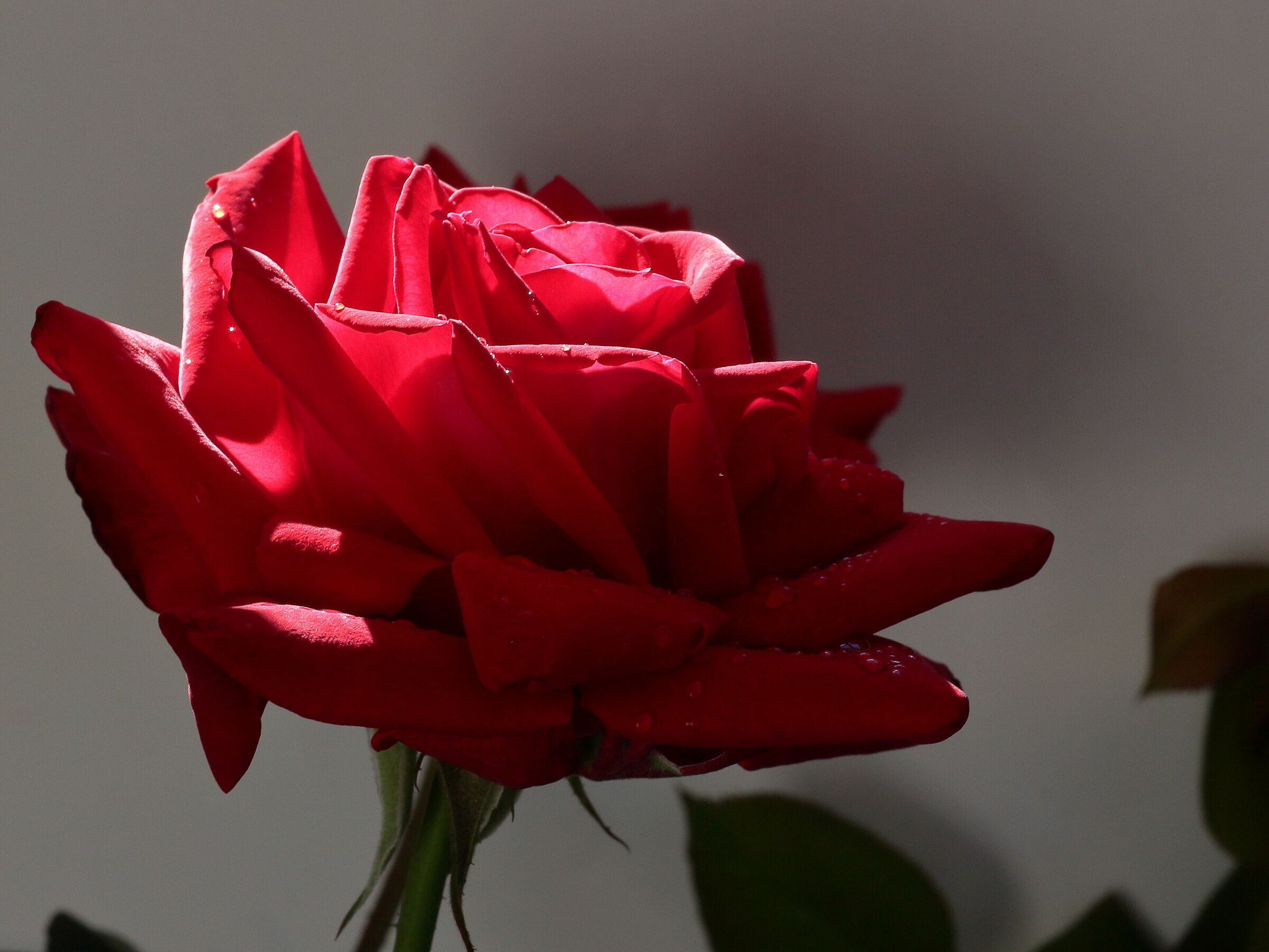 La regina dei fiori 3