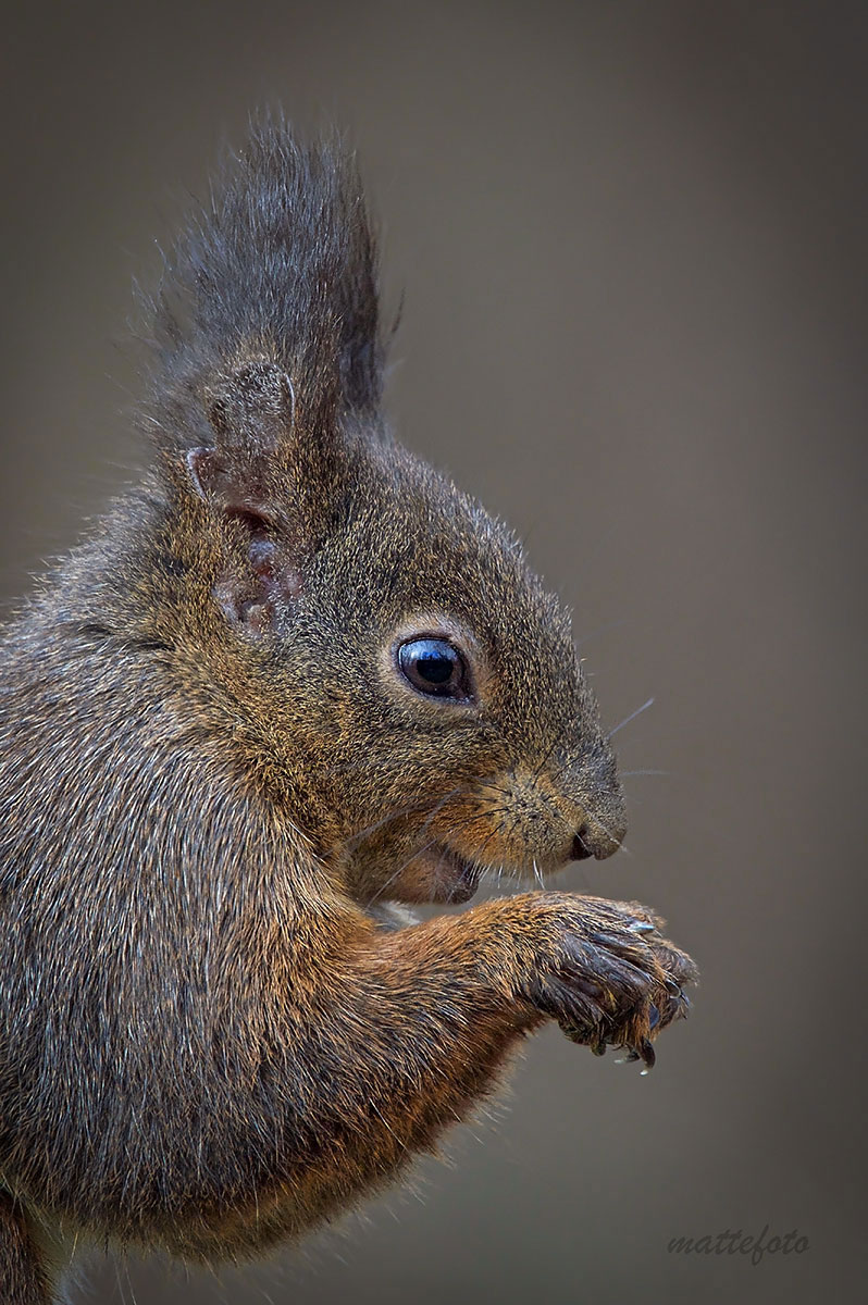Squirrel in Meditation