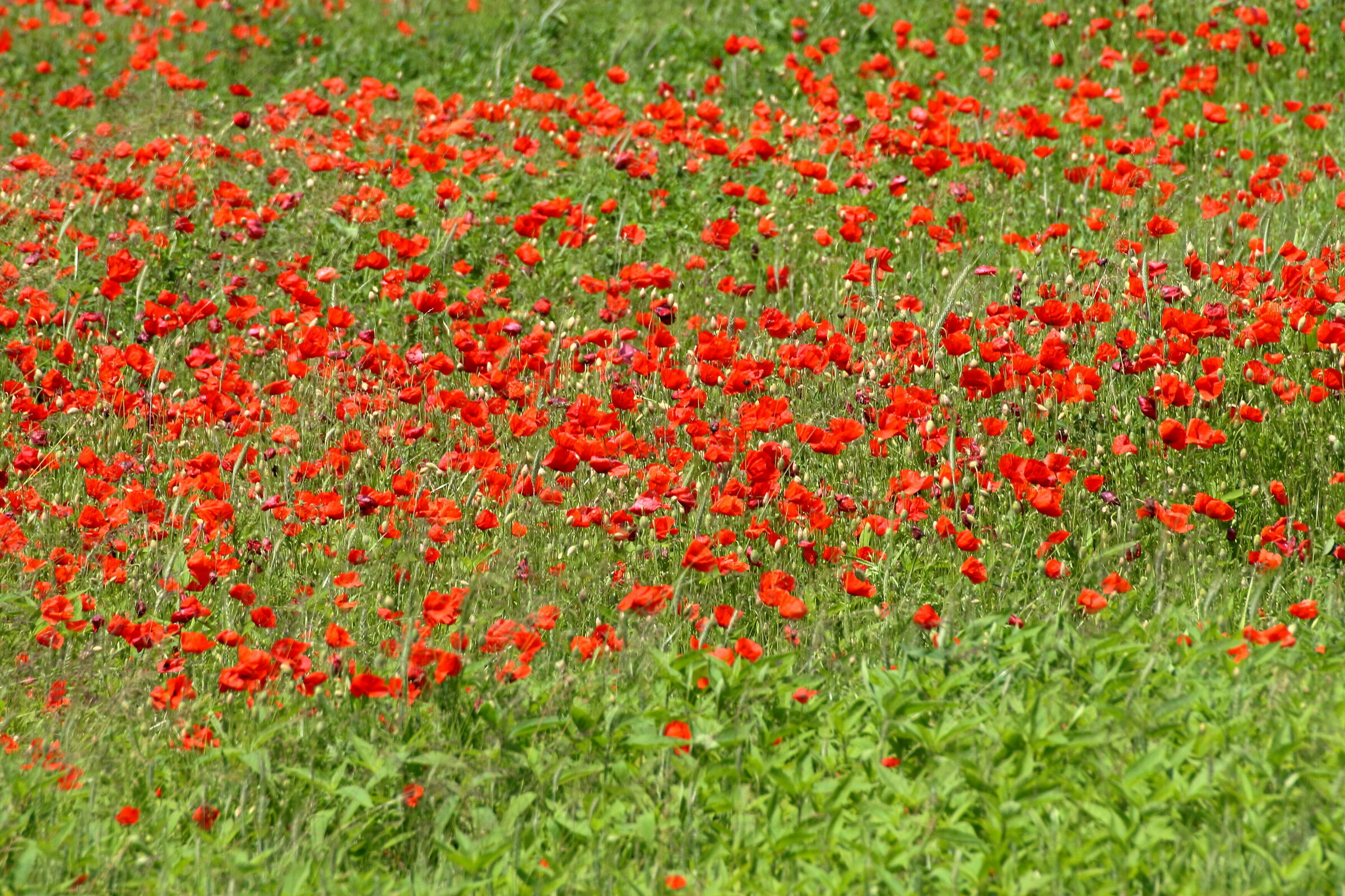 non è la rosa non è il tulipano...