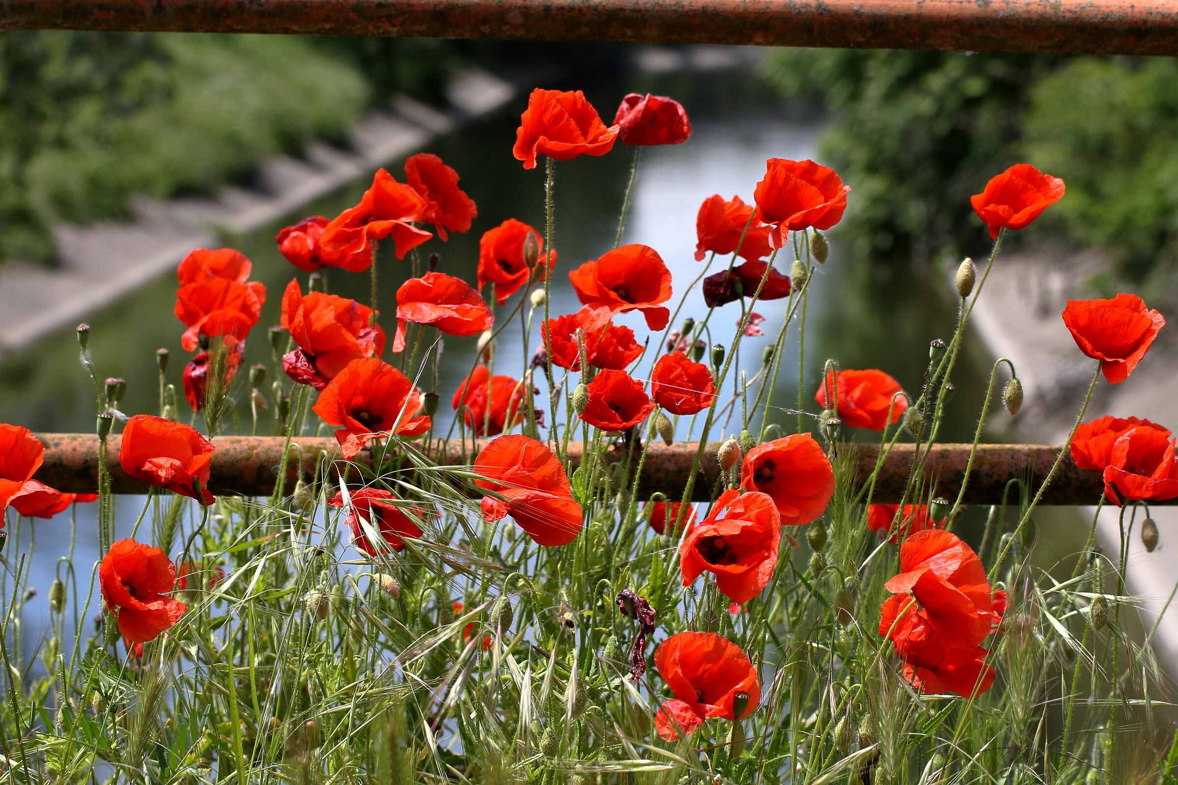 ...son alti, alti alti...