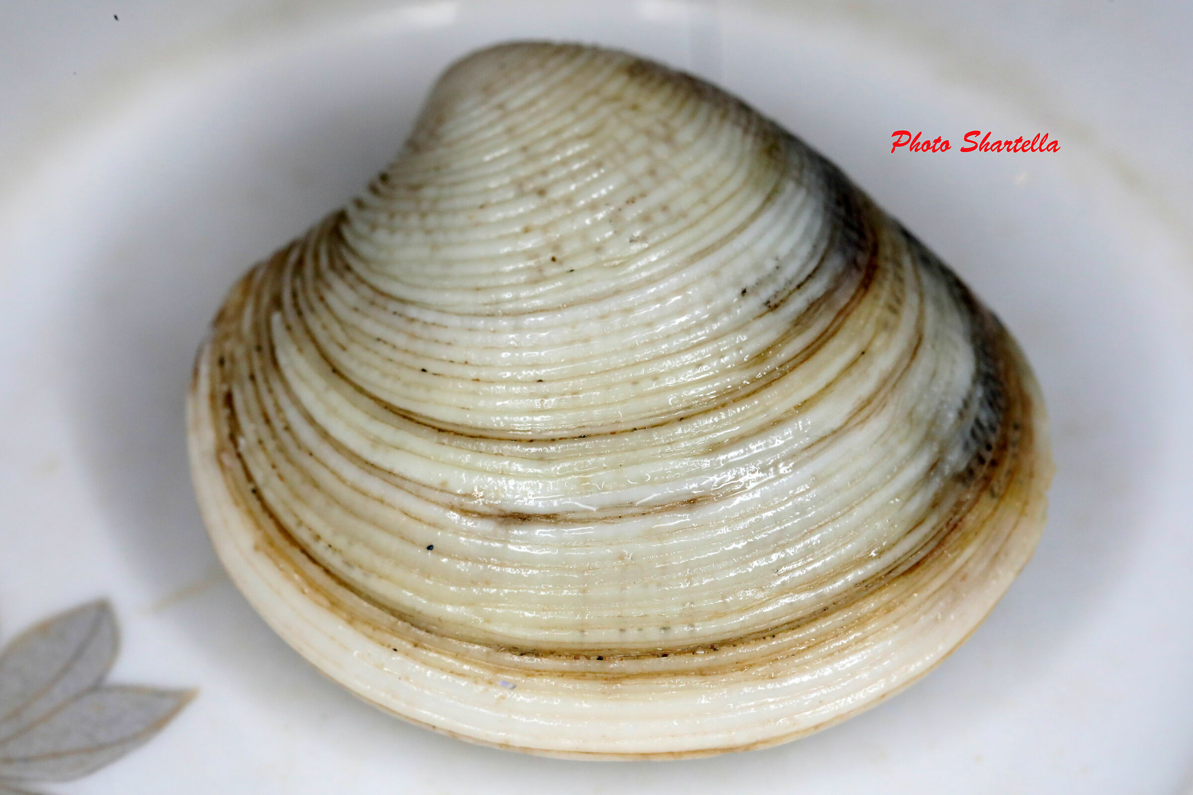 Clam