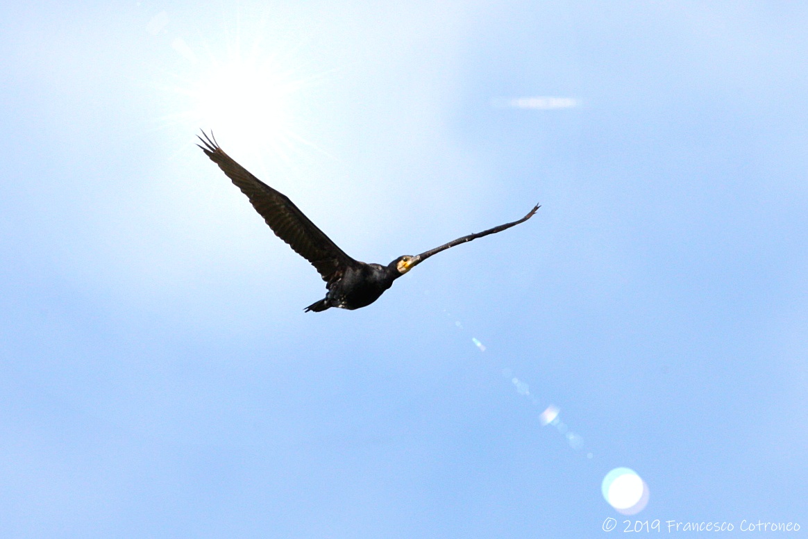 Cormorant